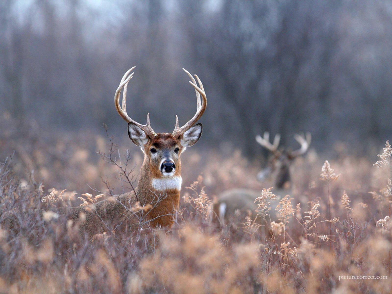 1600x1200 Buck Wallpaper. Big Buck Wallpaper, Buck, Desktop