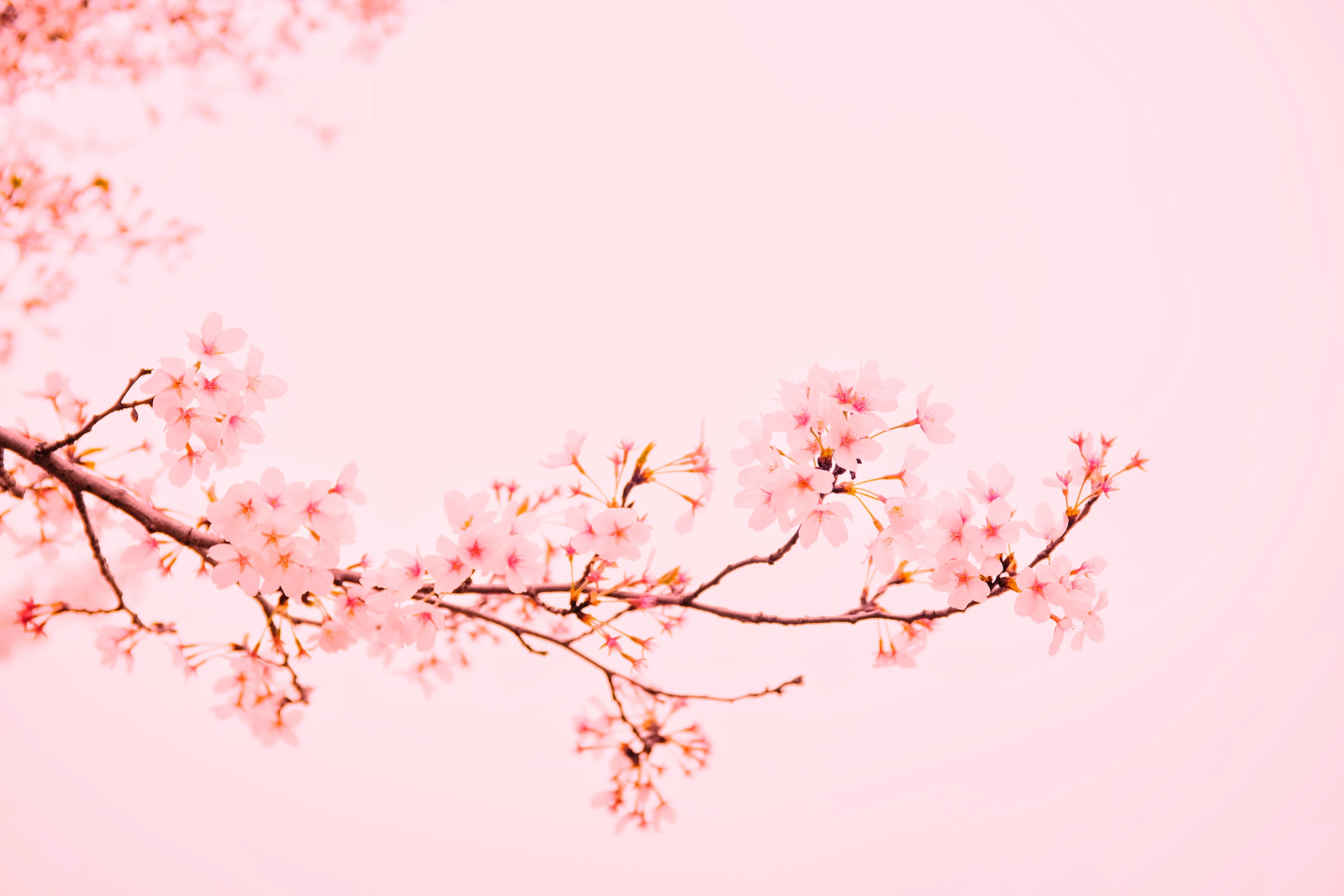 4900x3270 Free Spring Desktop Wallpaper, Desktop