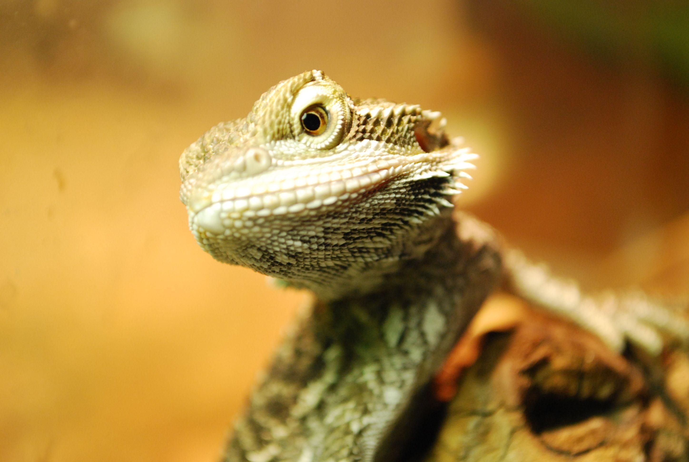 2900x1950 Cute Bearded Dragon, Desktop