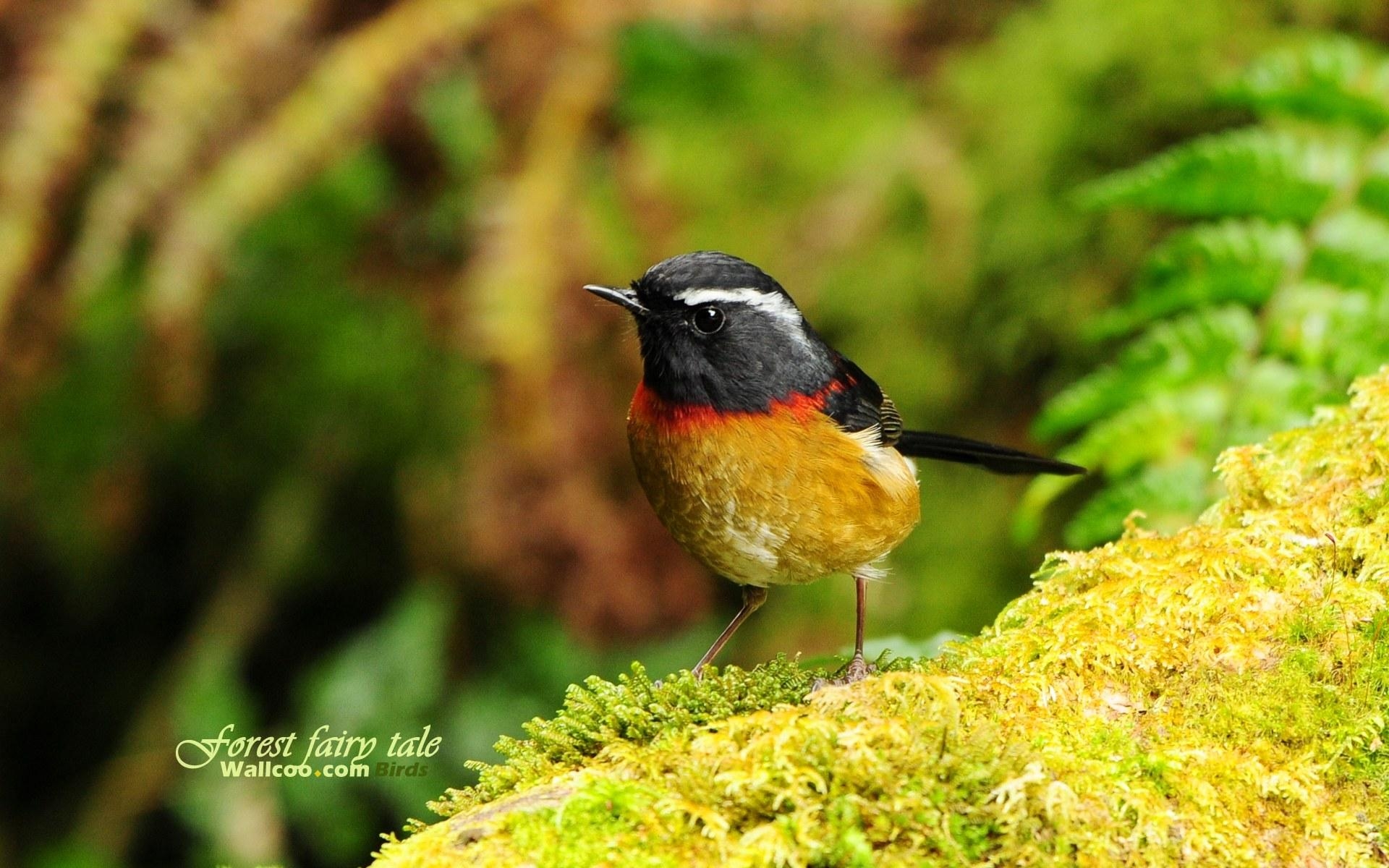 1920x1200 Forest fairy tale birds in the forest, Desktop