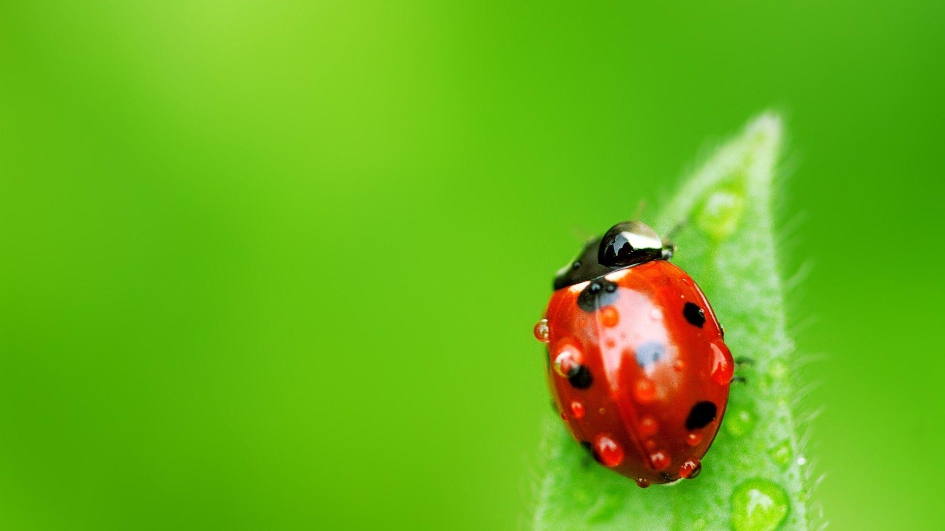 1920x1080 Ladybugs Wallpaper HD. Ladybugs. Ladybug, Birds wallpaper HD, Desktop