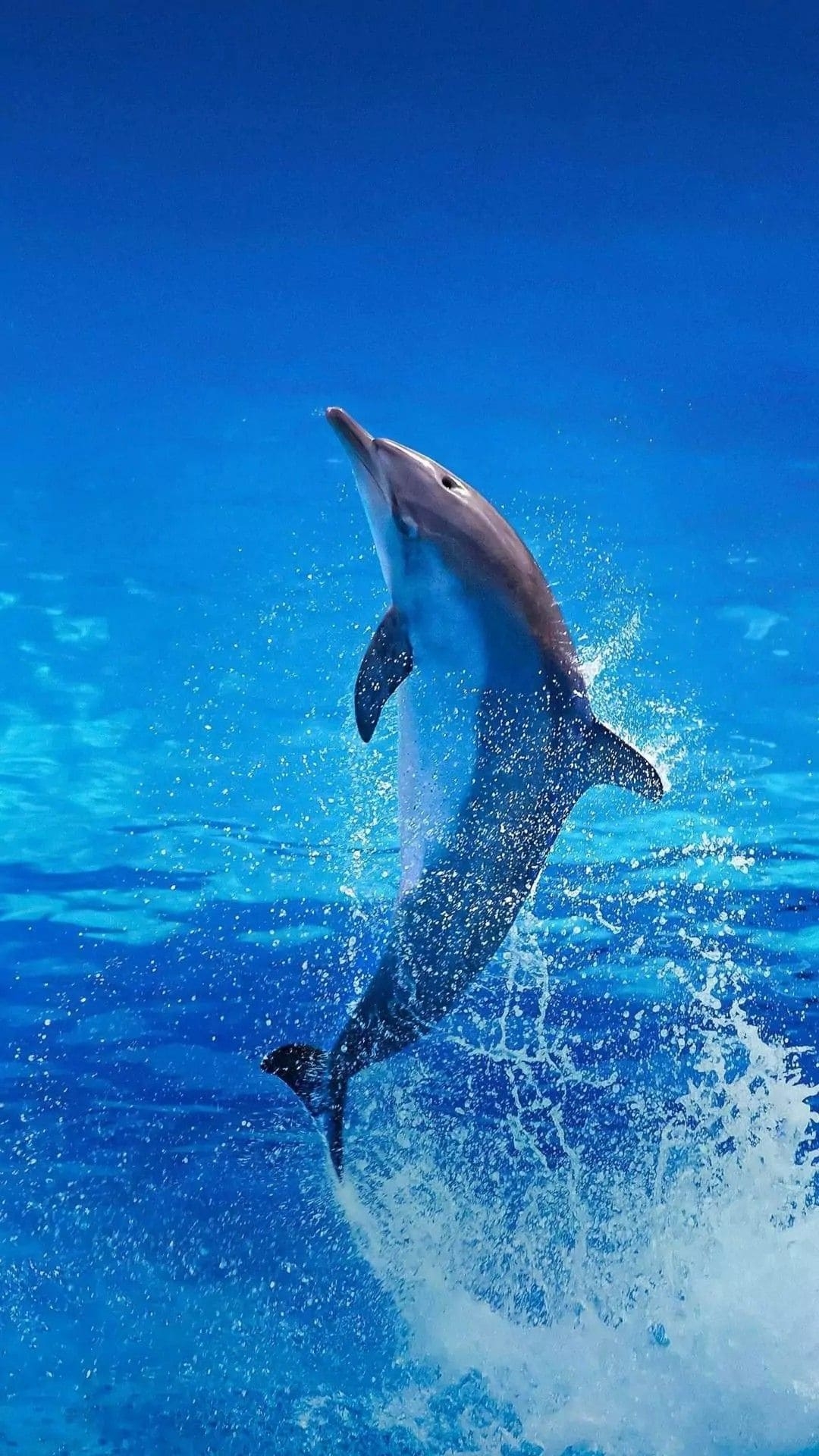 1080x1920 Best Dolphin iPhone Wallpaper, Phone