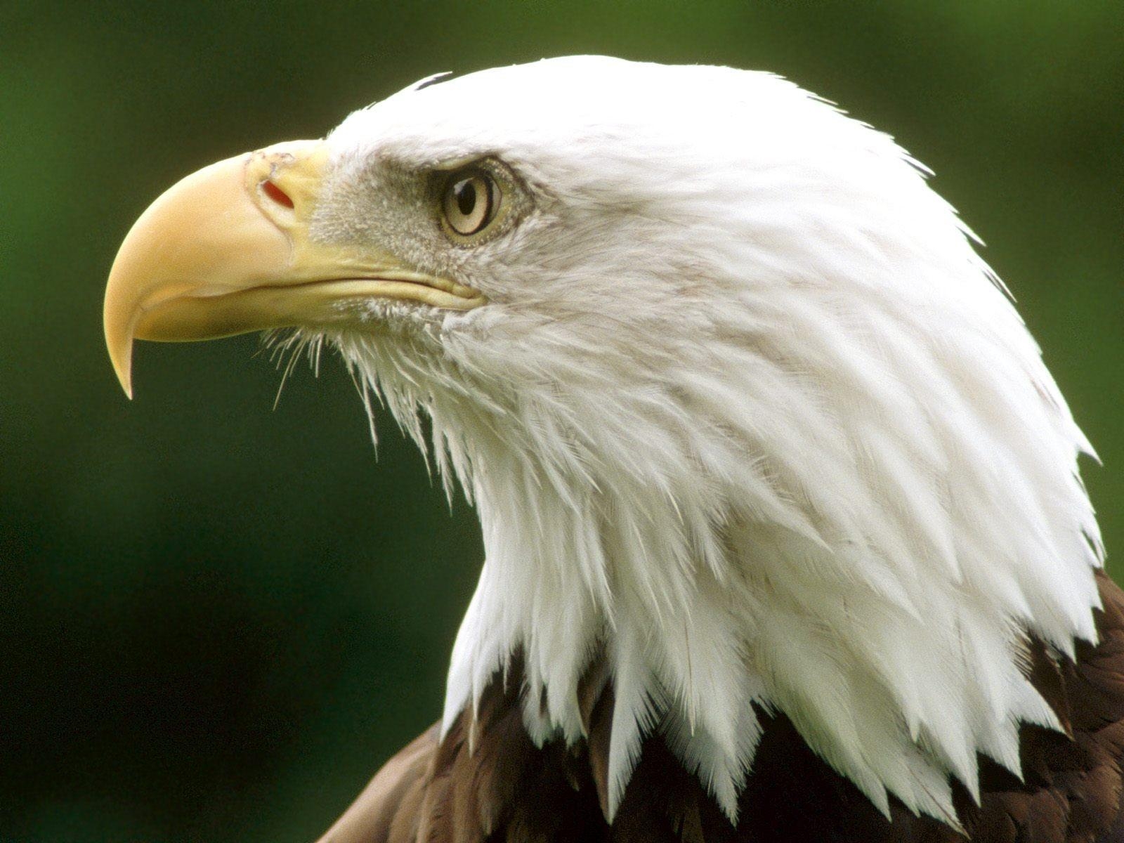 1600x1200 Beautiful Killing Bird Eagle Eye CloseUp Wallpaper, Desktop