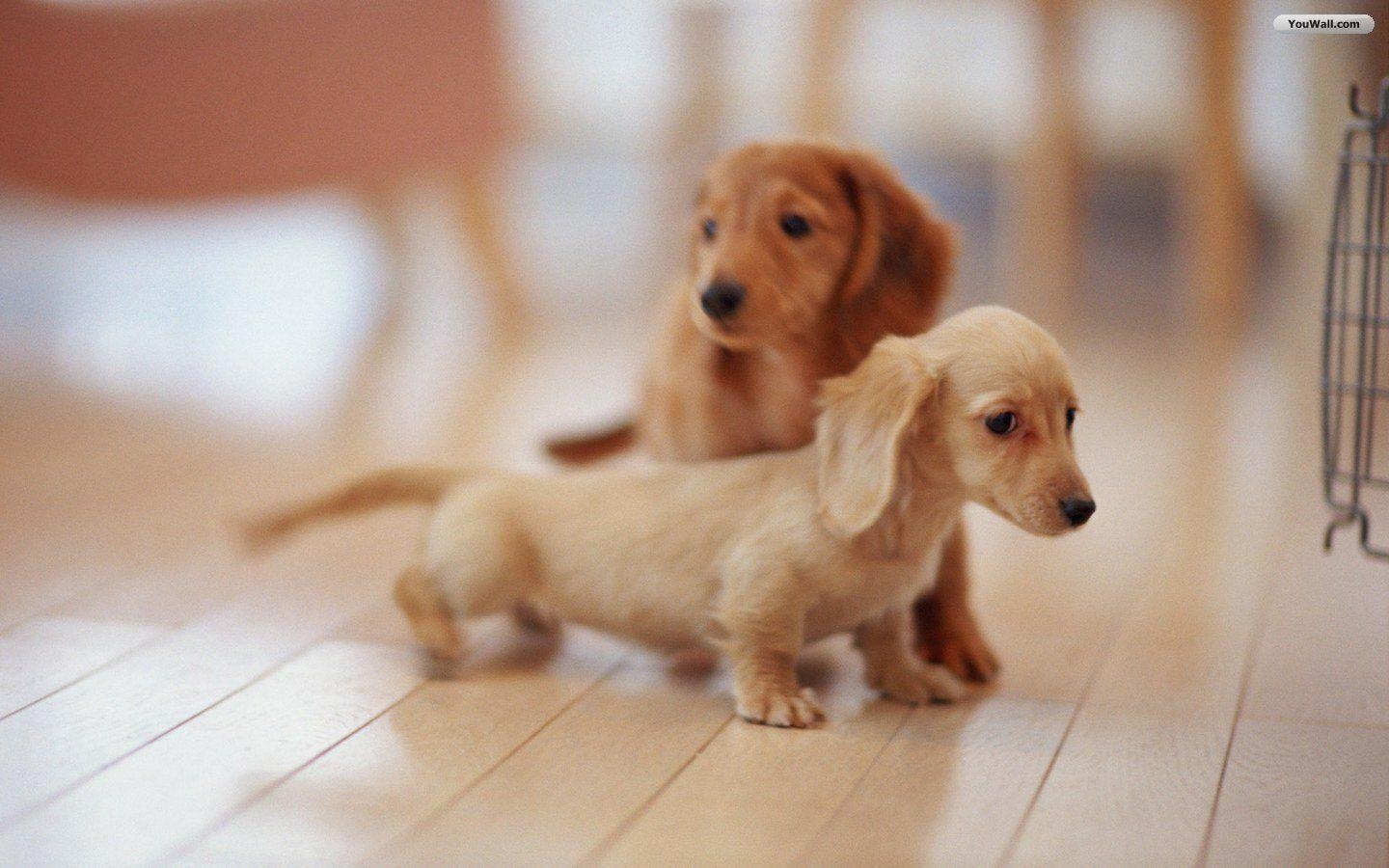 1440x900 Puppies Wallpaper Puppies Wallpaper Background, Desktop