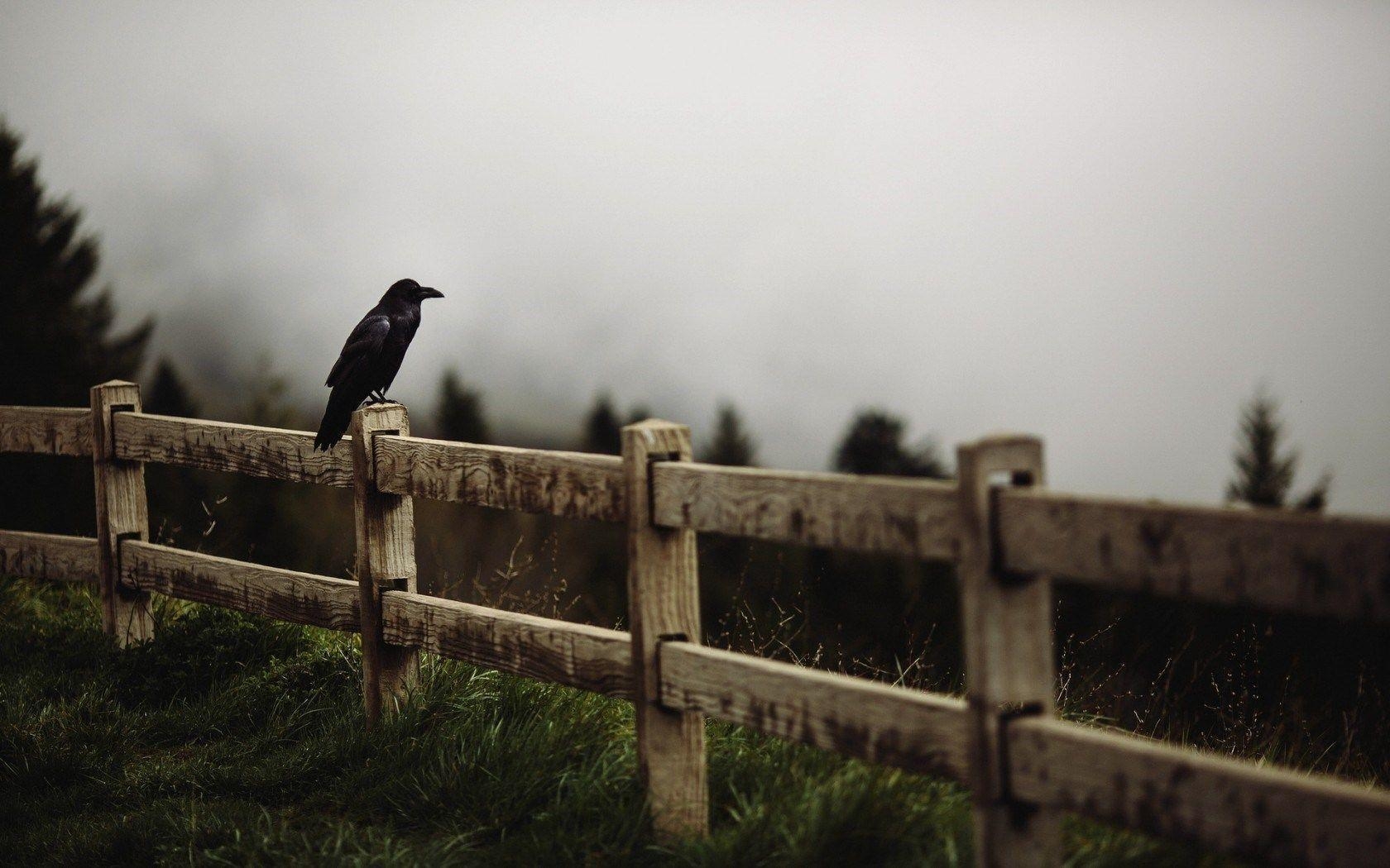 1680x1050 Raven Bird Wooden Fence Forest Fog HD Wallpaper, Desktop