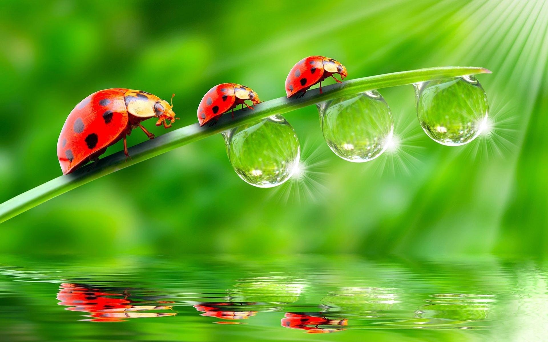 1920x1200 ladybugs wallpaper HD Desktop Wallpaperk HD, Desktop