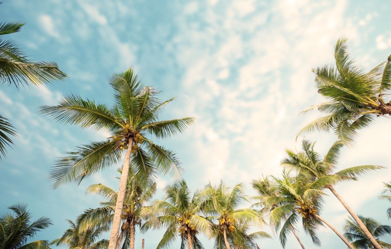 1340x850 Summer Palm Trees Wallpaper, Desktop