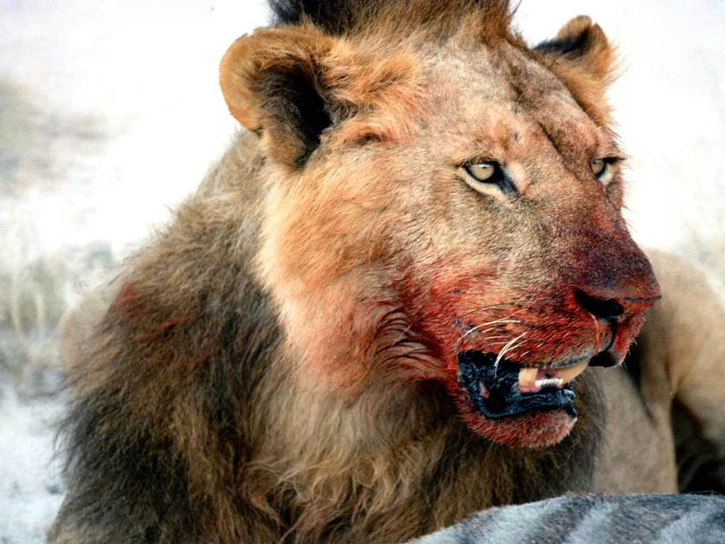 1030x770 Wild Life: Dangerous HD Lion Wallpaper, Desktop