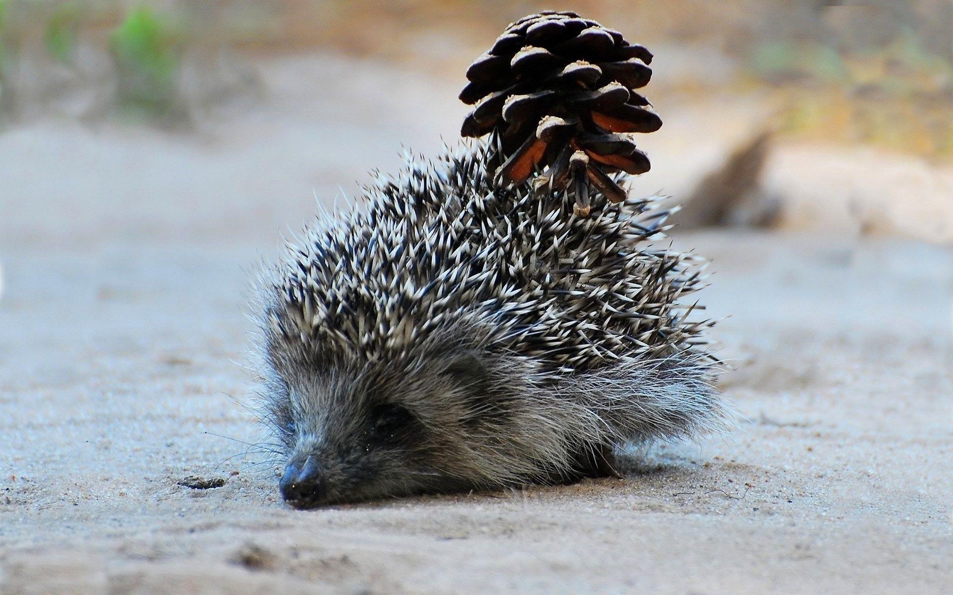 1920x1200 widescreen background hedgehog. scream, Desktop