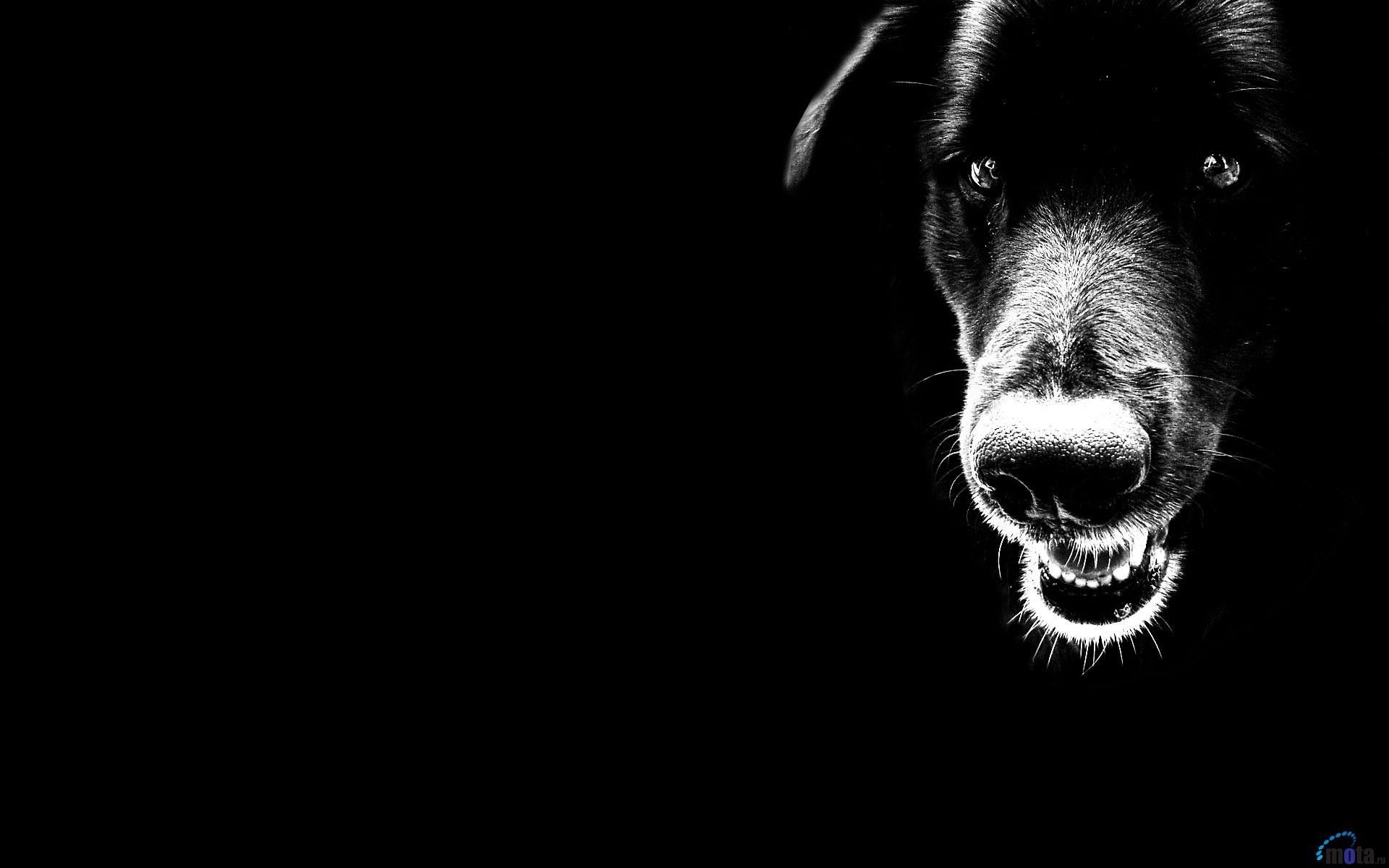 1920x1200 Wallpaper, animated, image, search, dog, Desktop