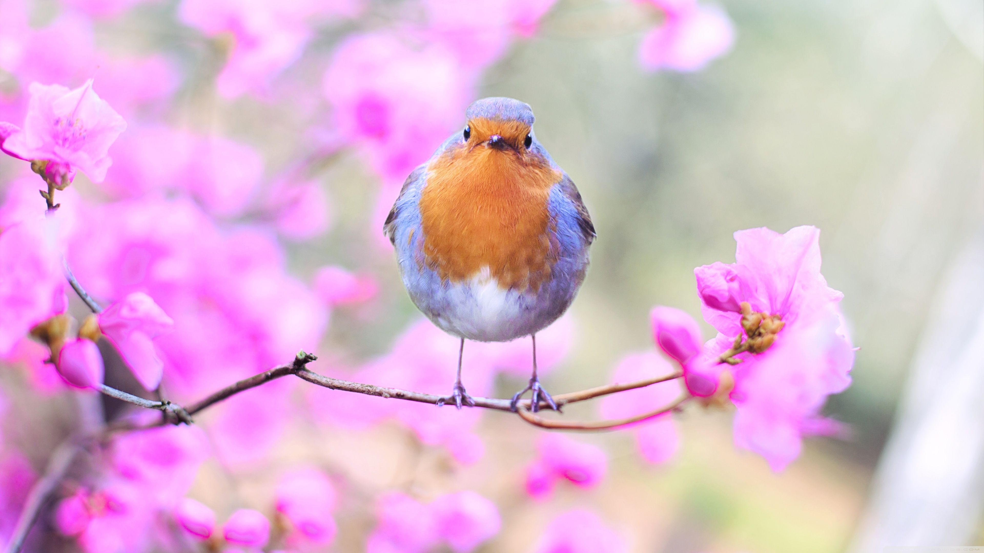 3840x2160 Bird, Pink Flowers, Springtime Ultra HD Desktop Background, Desktop