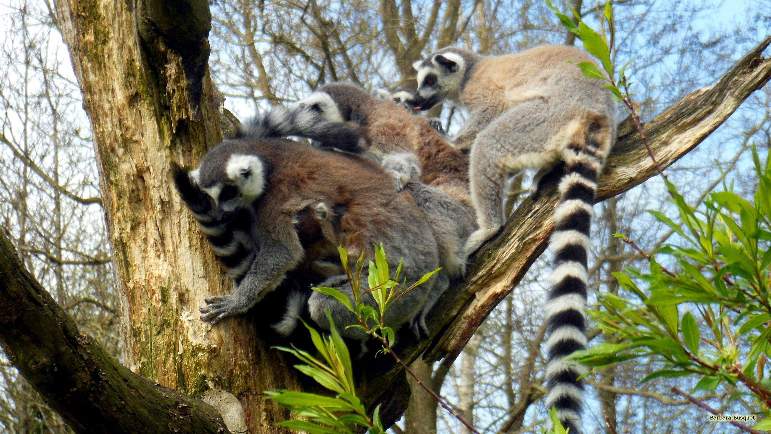 2560x1440 Ring Tailed Lemurs In Tree HD Wallpaper, Desktop