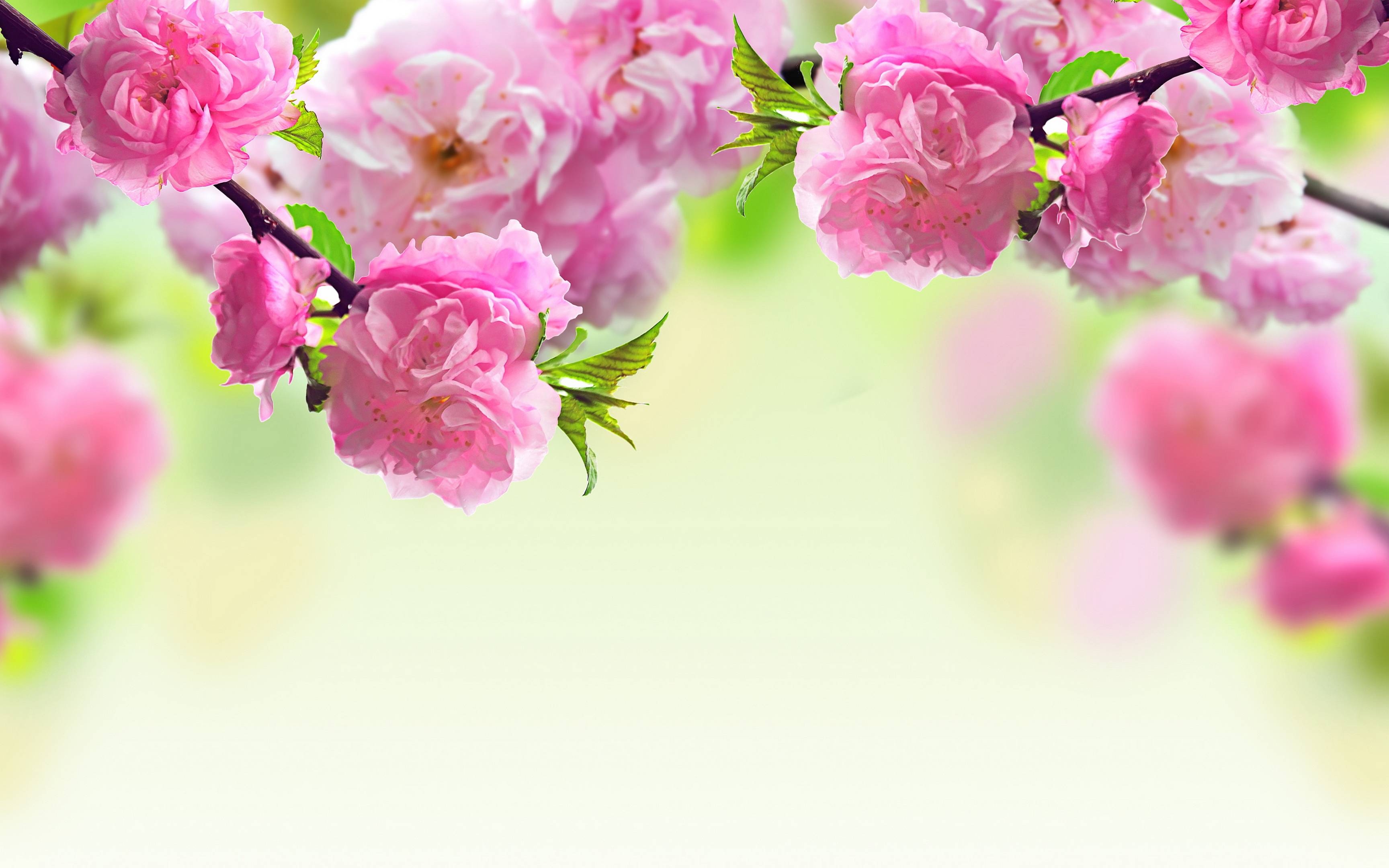 3460x2160 Spring Flower Wallpaper Wallpaper Inn, Desktop