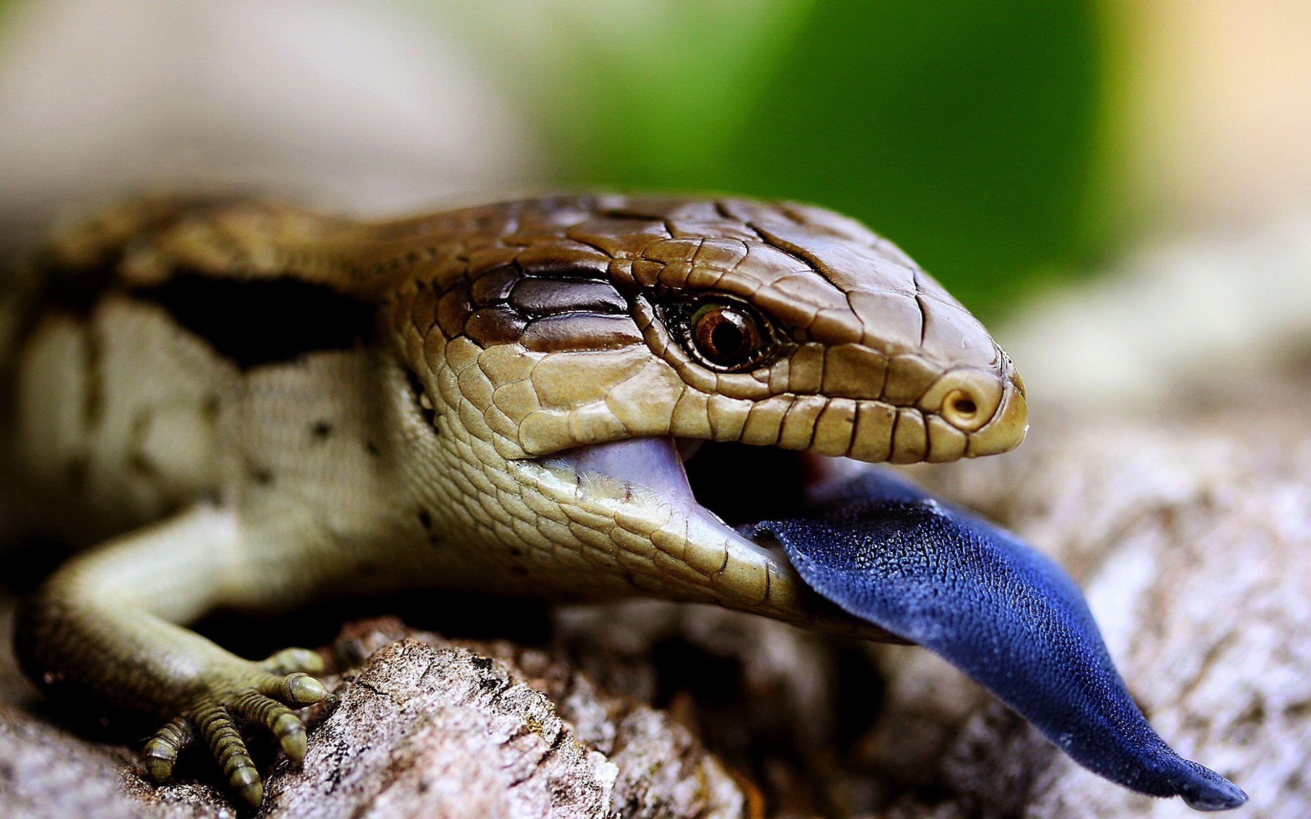 2560x1600 Blue Tongue Skink HD Wallpaper. Background Image, Desktop