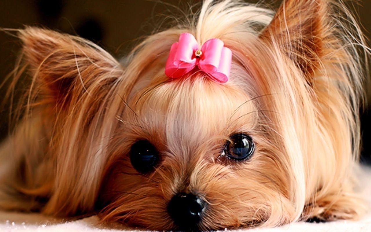 1280x800 Collection of Cute Puppies Wallpaper on HDWallpaper, Desktop