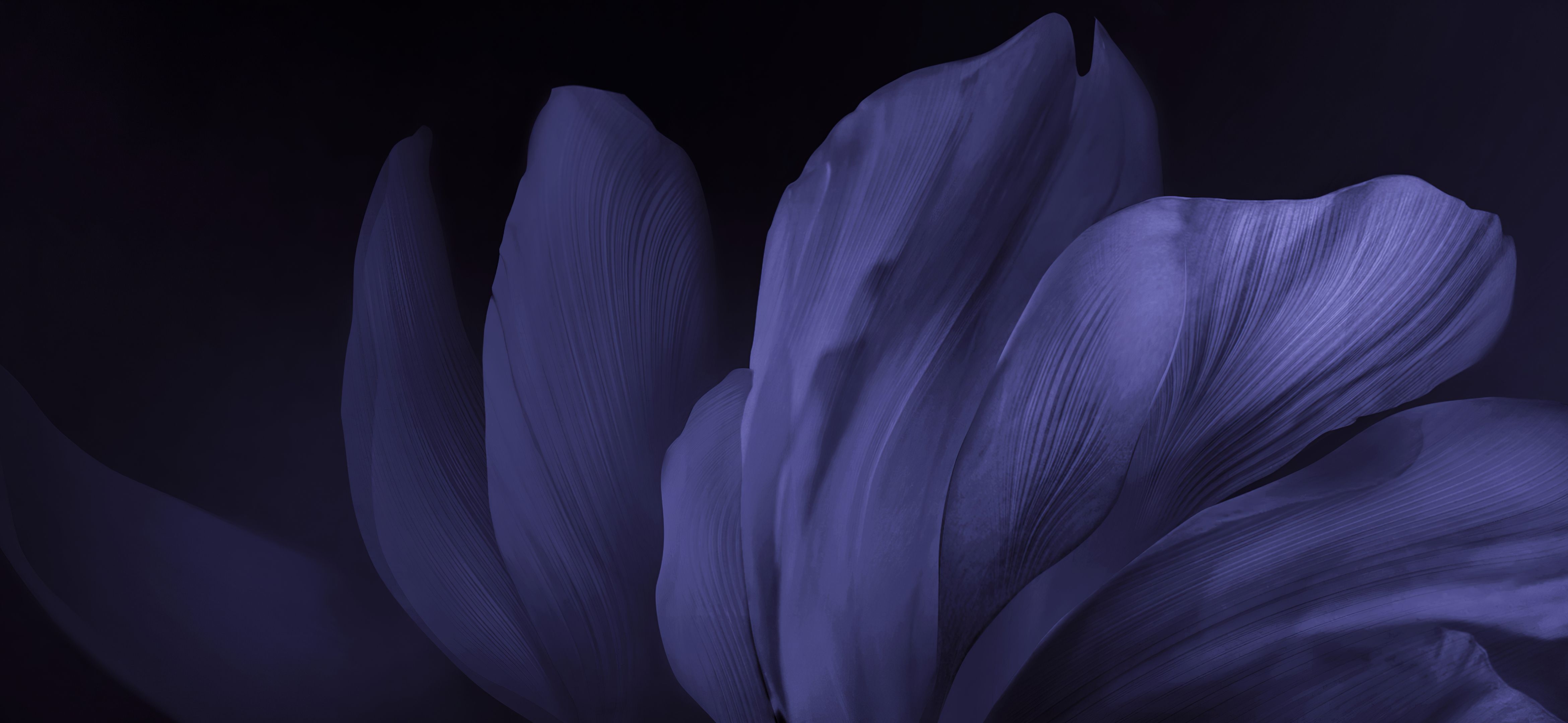 4680x2160 Vivo Stock 4K Wallpaper, Flower, Black background, Dark, Android Flowers, Dual Screen