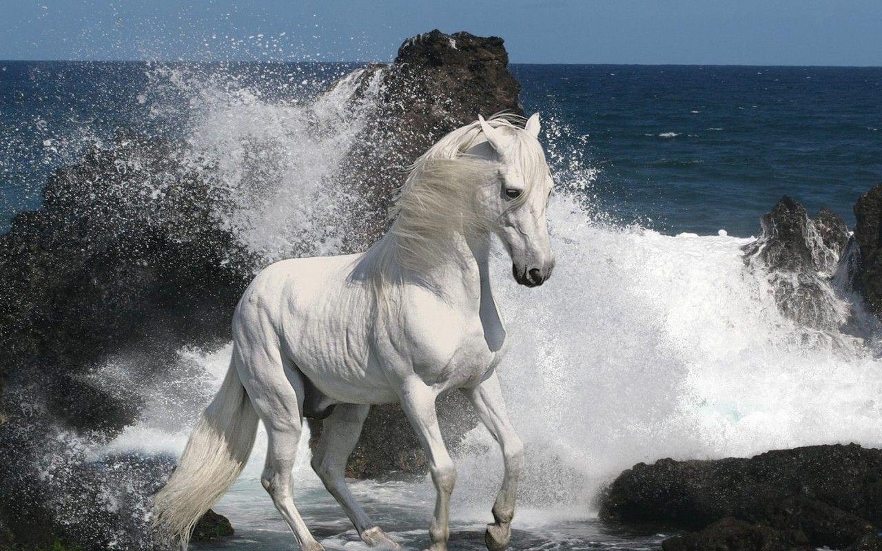 1280x800 White Horse Running Wallpaper Wallpaper. awshdwallpaper, Desktop