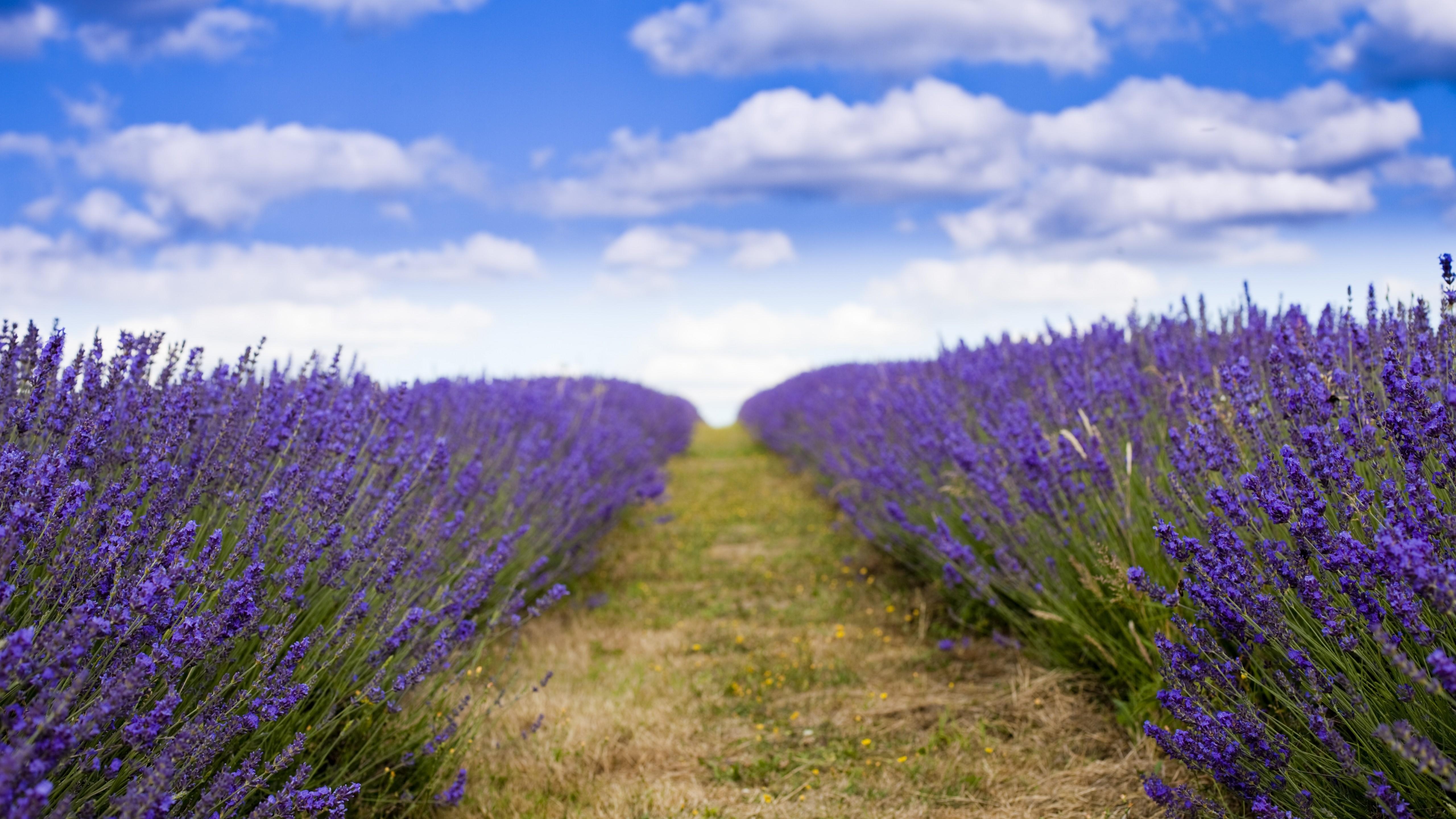 5120x2880 Wallpaper lavender, 5k, 4k wallpaper, 8k, field, flowers, sky, clouds, Nature, Desktop