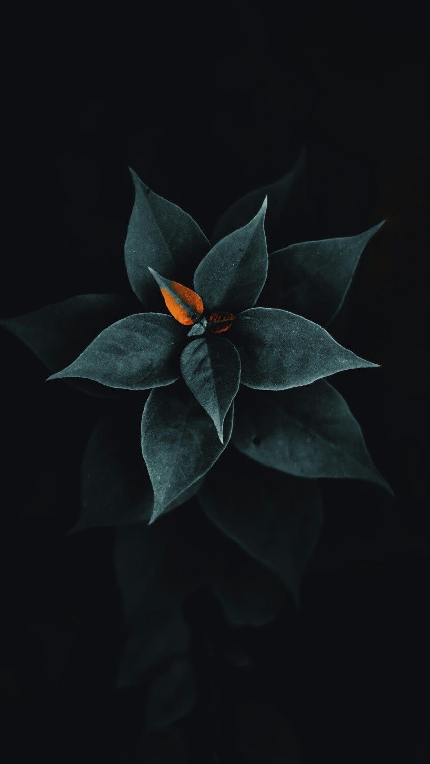 850x1500 iPhone Wallpaper. Leaf, Plant, Flower, Botany, Still life, Phone