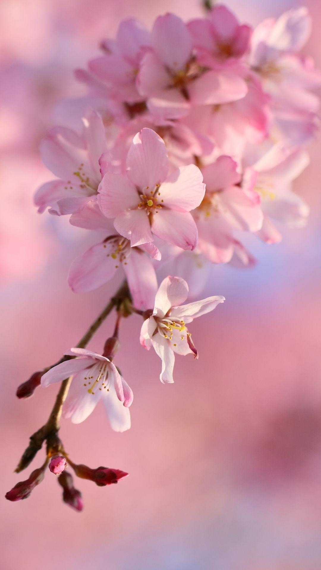 1080x1920 Cherry Blossom Apple IPhone 7 Plus () Wallpaper, Phone