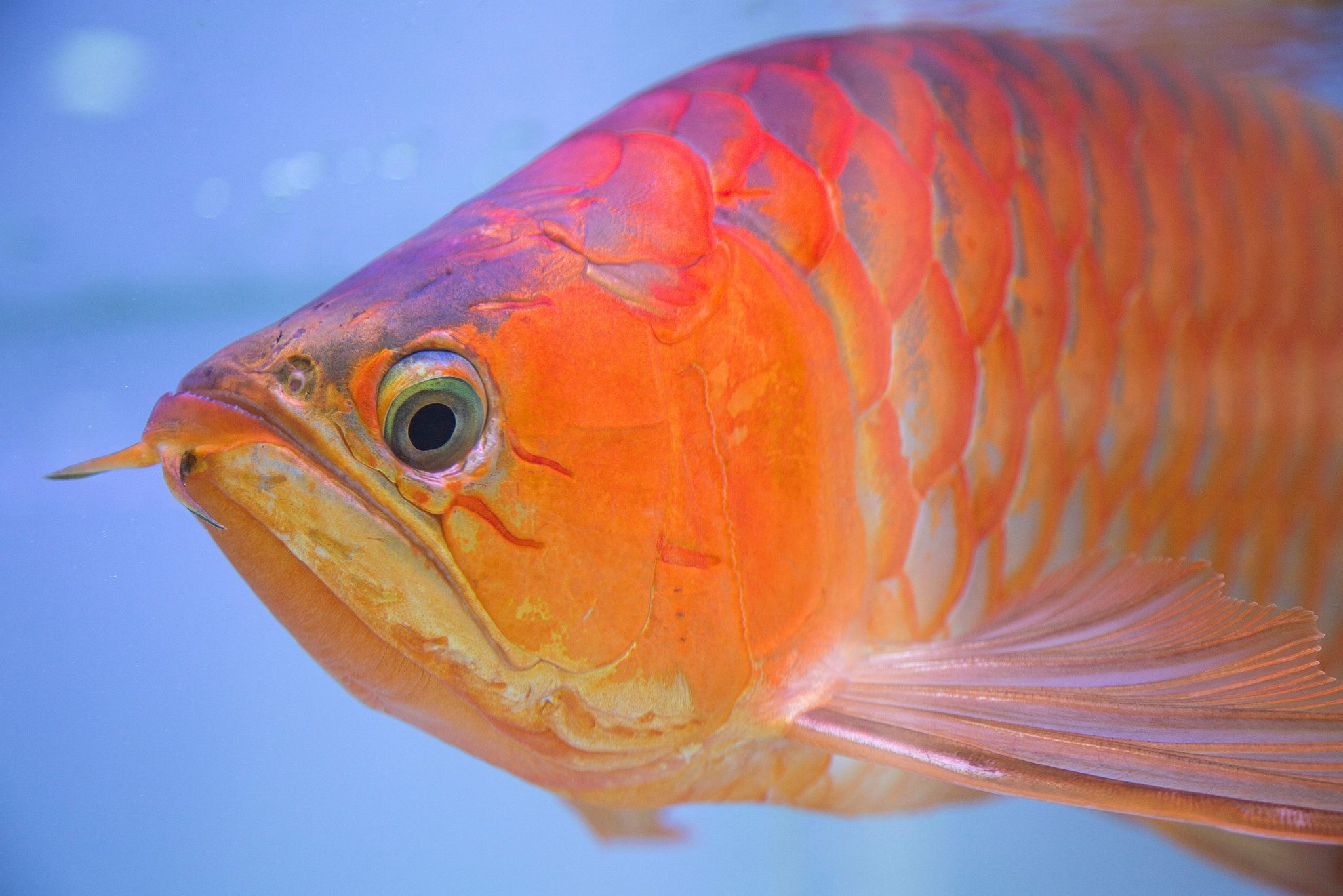 2050x1370 Cosmetic Surgery for a Pet Fish? In Asia, This One Is King of the Tank, Desktop