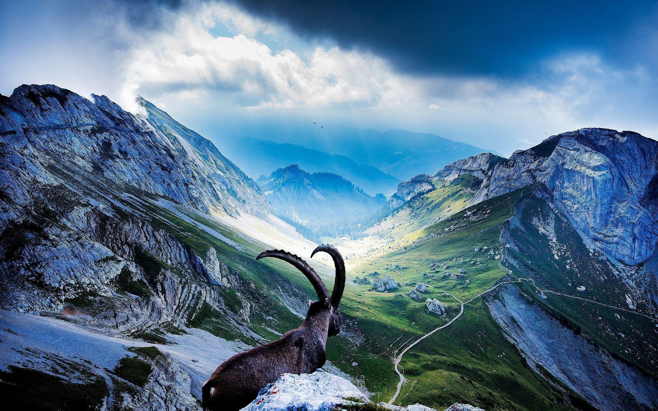 2560x1600 Capricorn Goats Wallpaper, Desktop