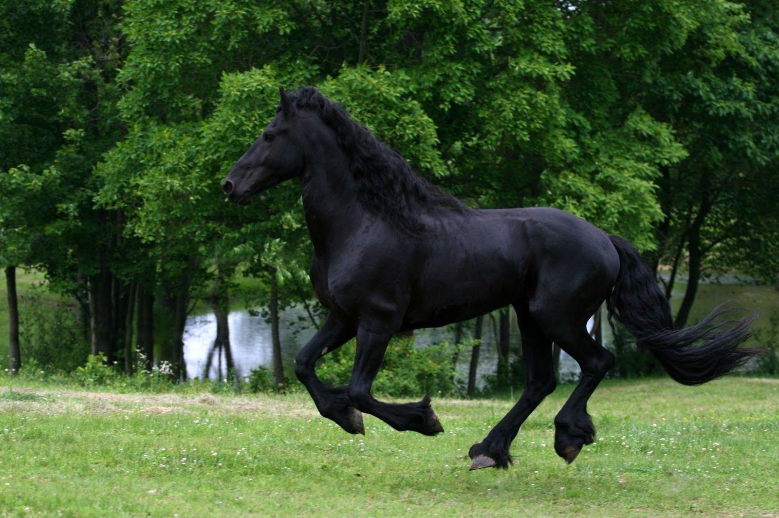 1600x1070 HD Animals Wallpaper: Friesian Black Running Horse Wallpaper, Desktop