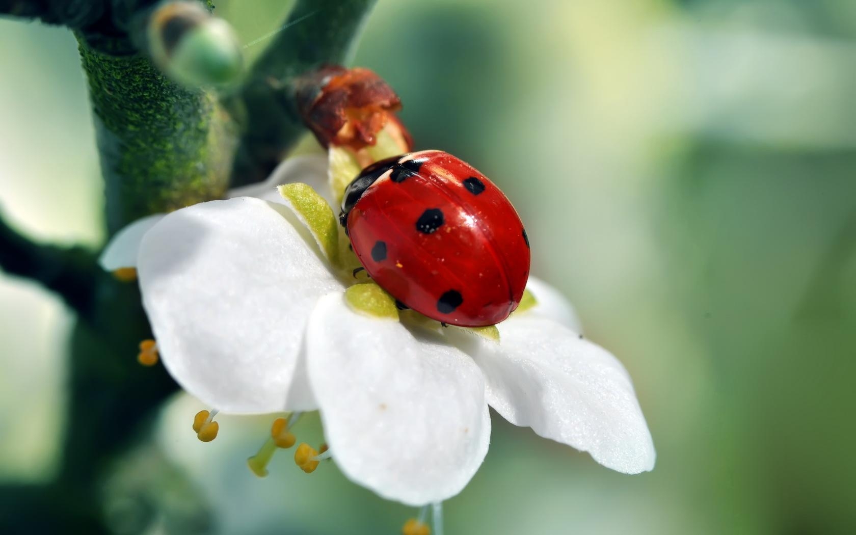 1680x1050 Ladybird wallpaperx1050, Desktop