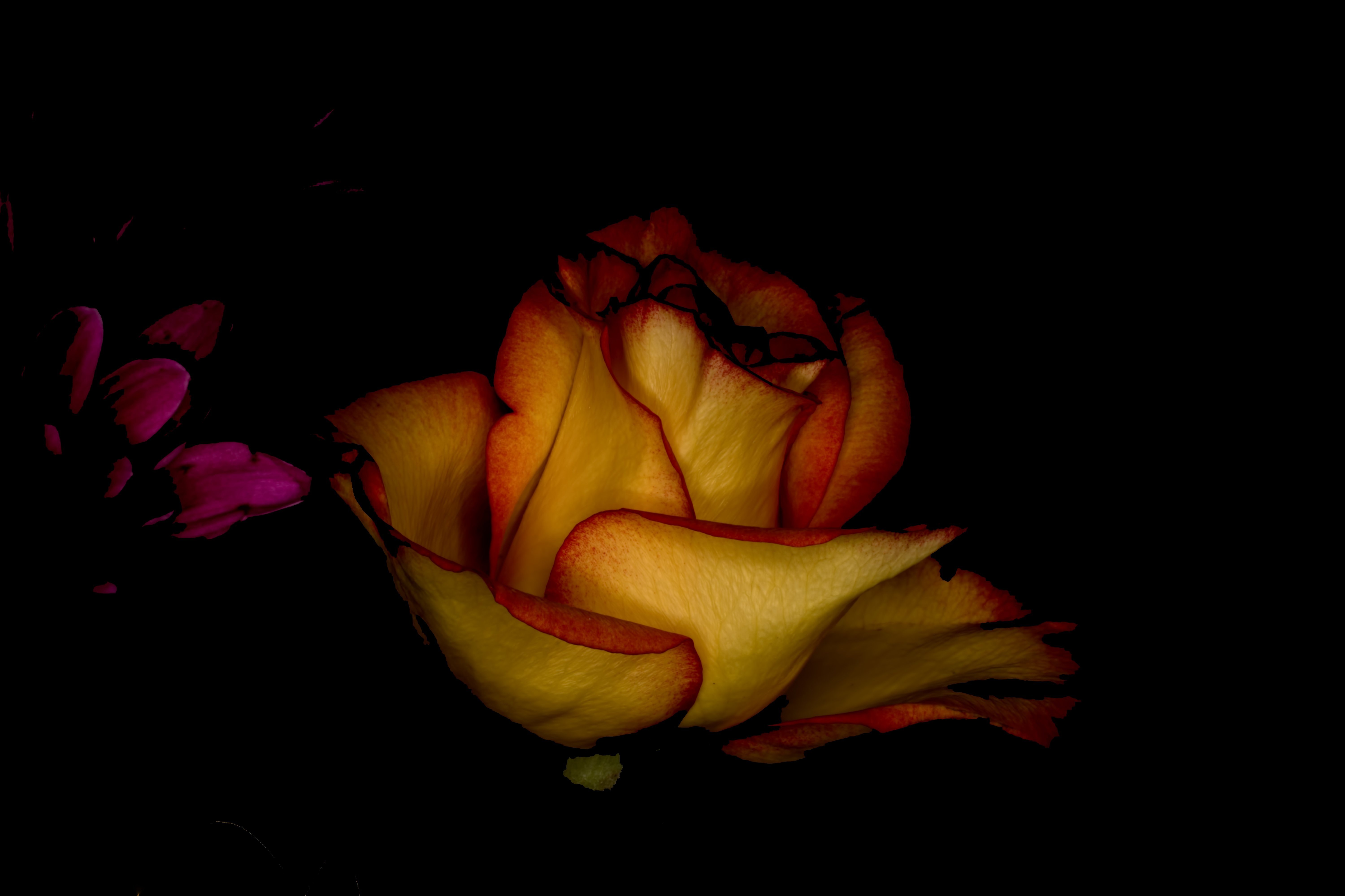 6000x4000 Wallpaper, black, dark, red, winter, purple, closeup, green, yellow, Wisconsin, flower, bloom, flora, bud, darkness, petal, computer wallpaper, flowering plant, close up, macro photography, plant stem, still life photography, garden roses, Desktop