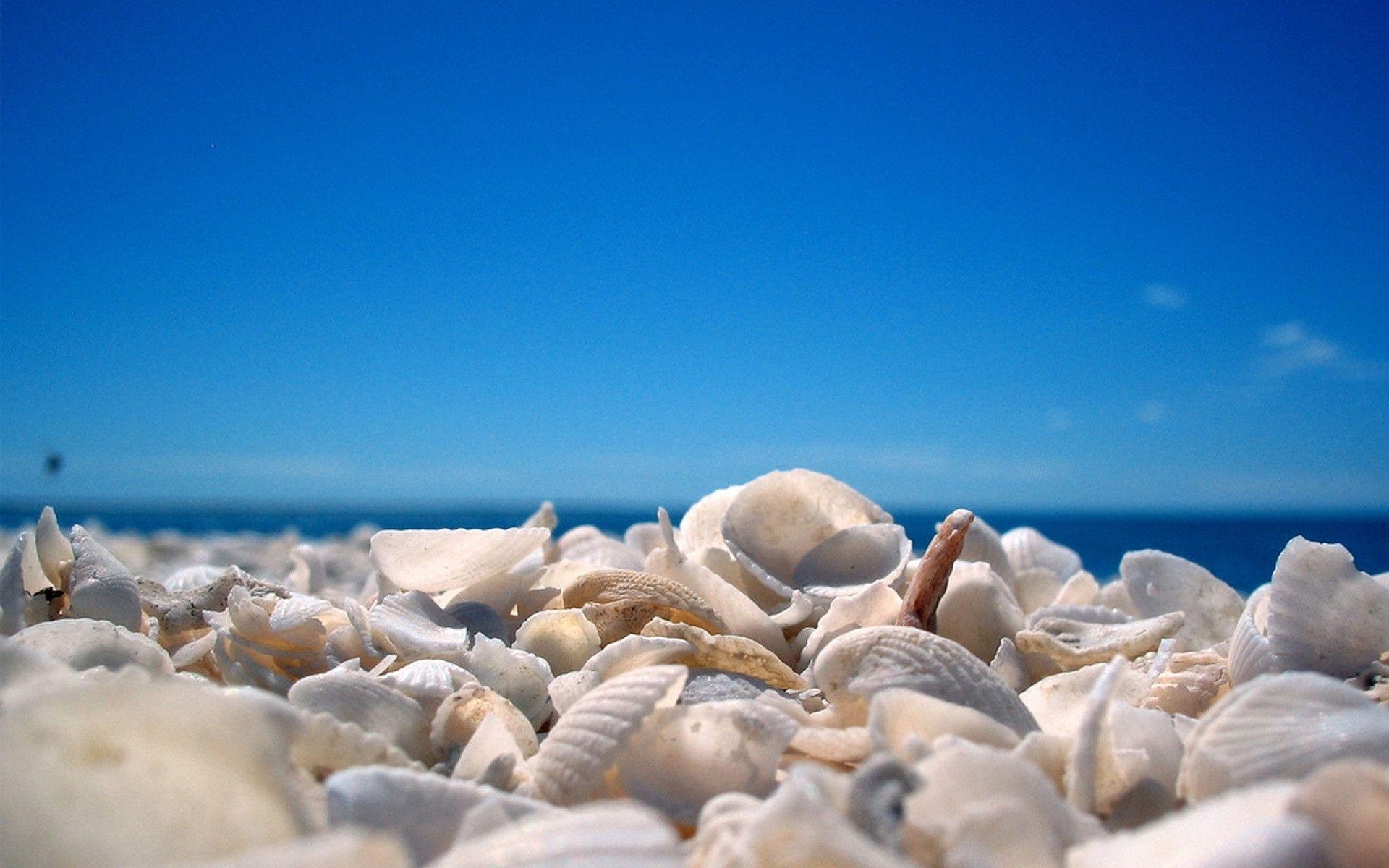 1920x1200 Seashell Wallpaper Full HD, Desktop