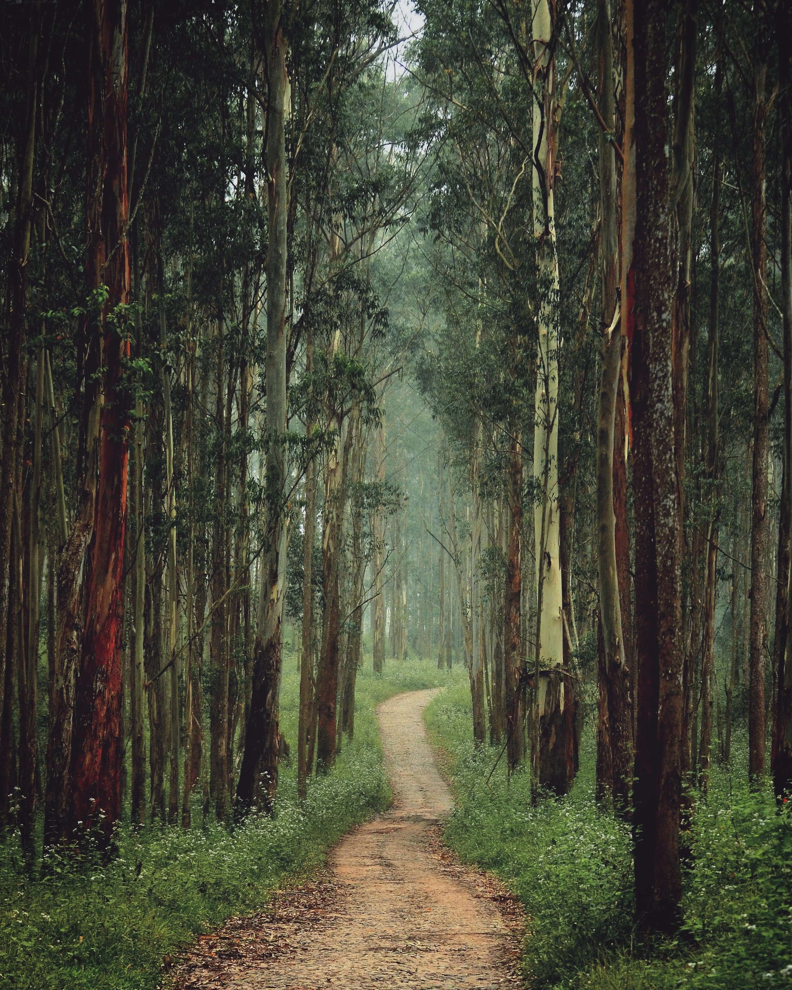 2730x3410 Kerala Nature 4k Wallpaper, Phone