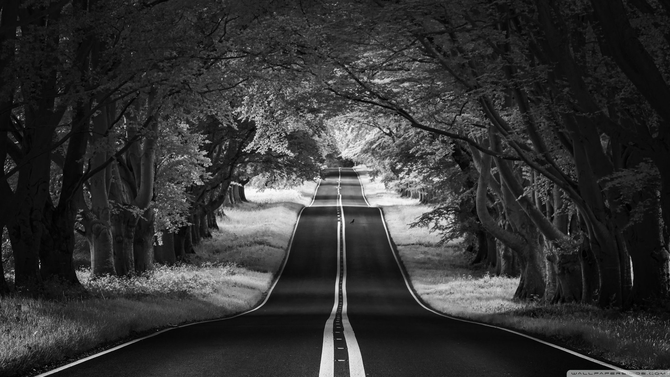 2560x1440 Road Landscape, Aesthetic, Black and White Ultra HD Desktop, Desktop