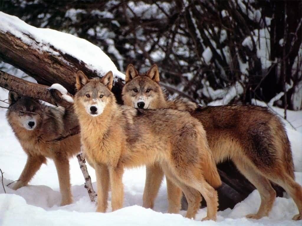 1030x770 Only Three Wolves Left On Isle Royal • States Chronicle, Desktop