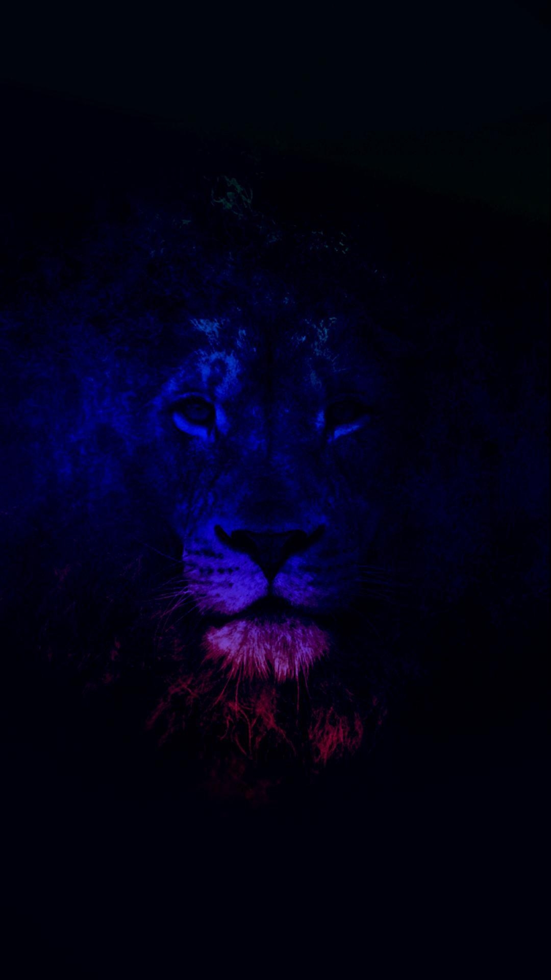 1080x1920 Black Lion HD Wallpaper, Phone