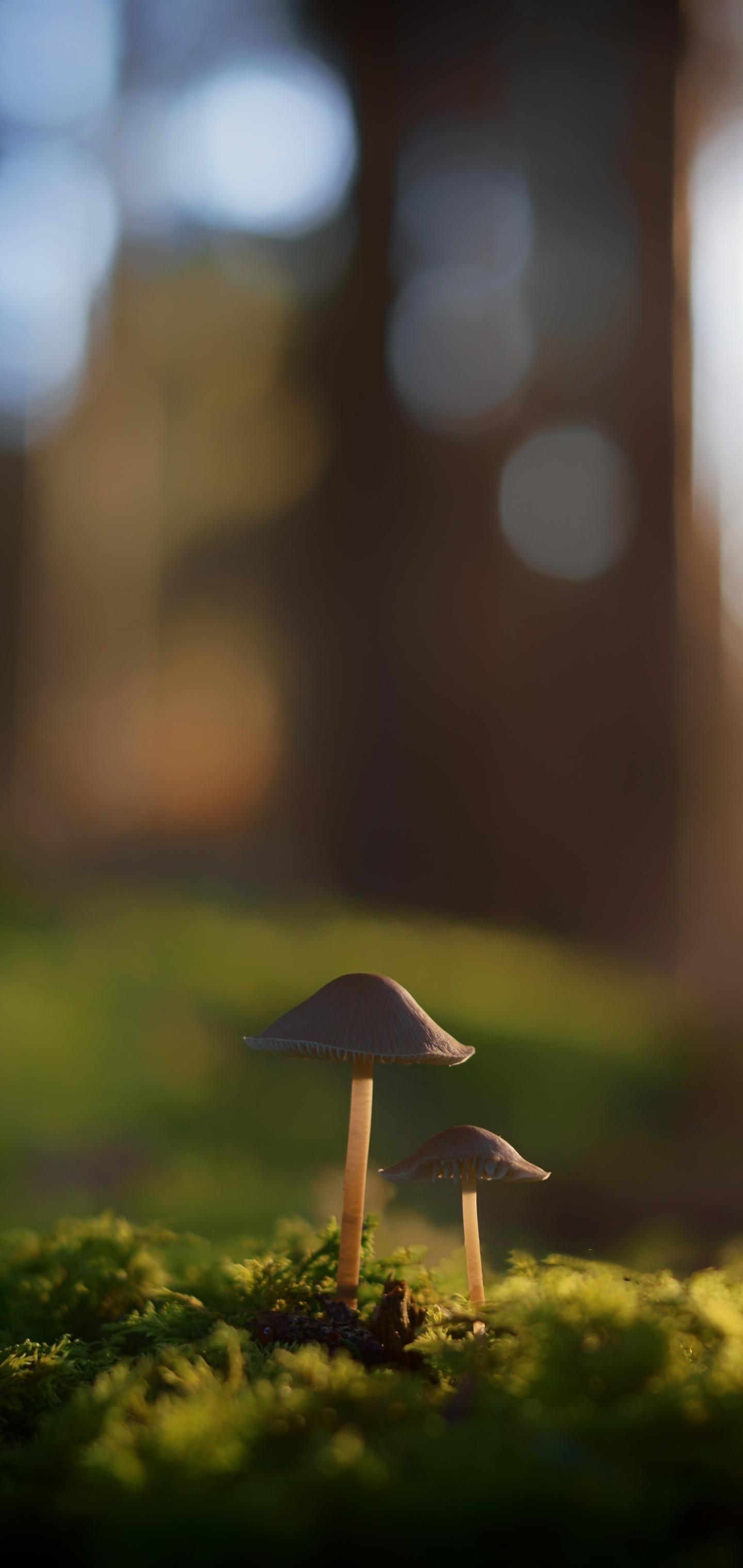 1440x3040 Mushroom Phone Wallpaper, Phone