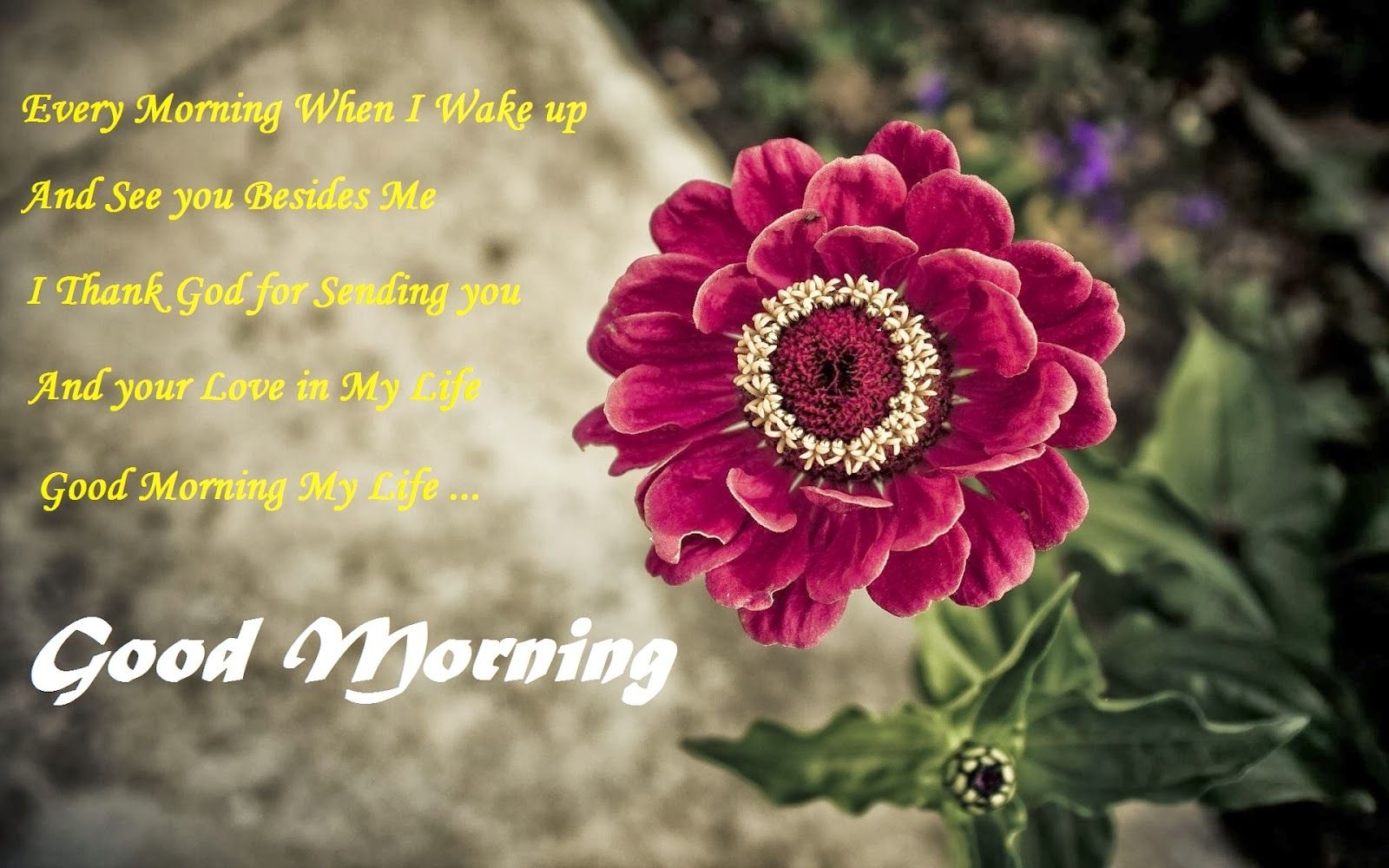 1600x1000 Good Morning image with Flowers morning flowers, Desktop