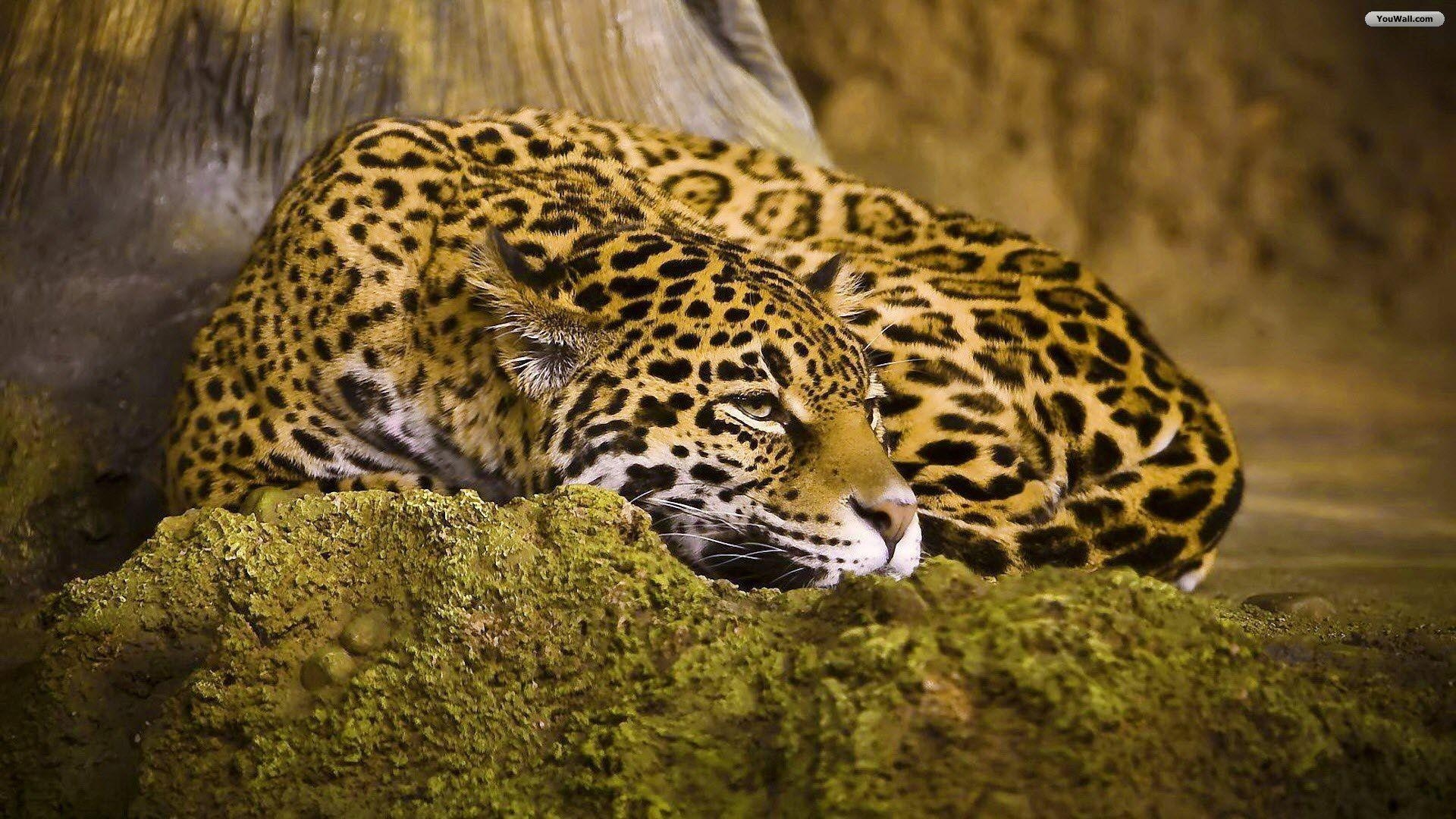 1920x1080 Wallpaper&;s Collection: «Jaguar Wallpaper», Desktop