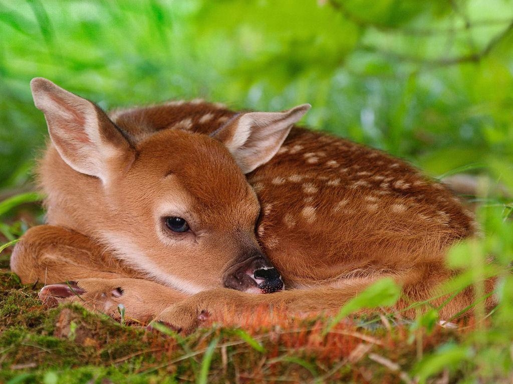 1030x770 Where Is Wallpaper: bambi wallpaper, Desktop