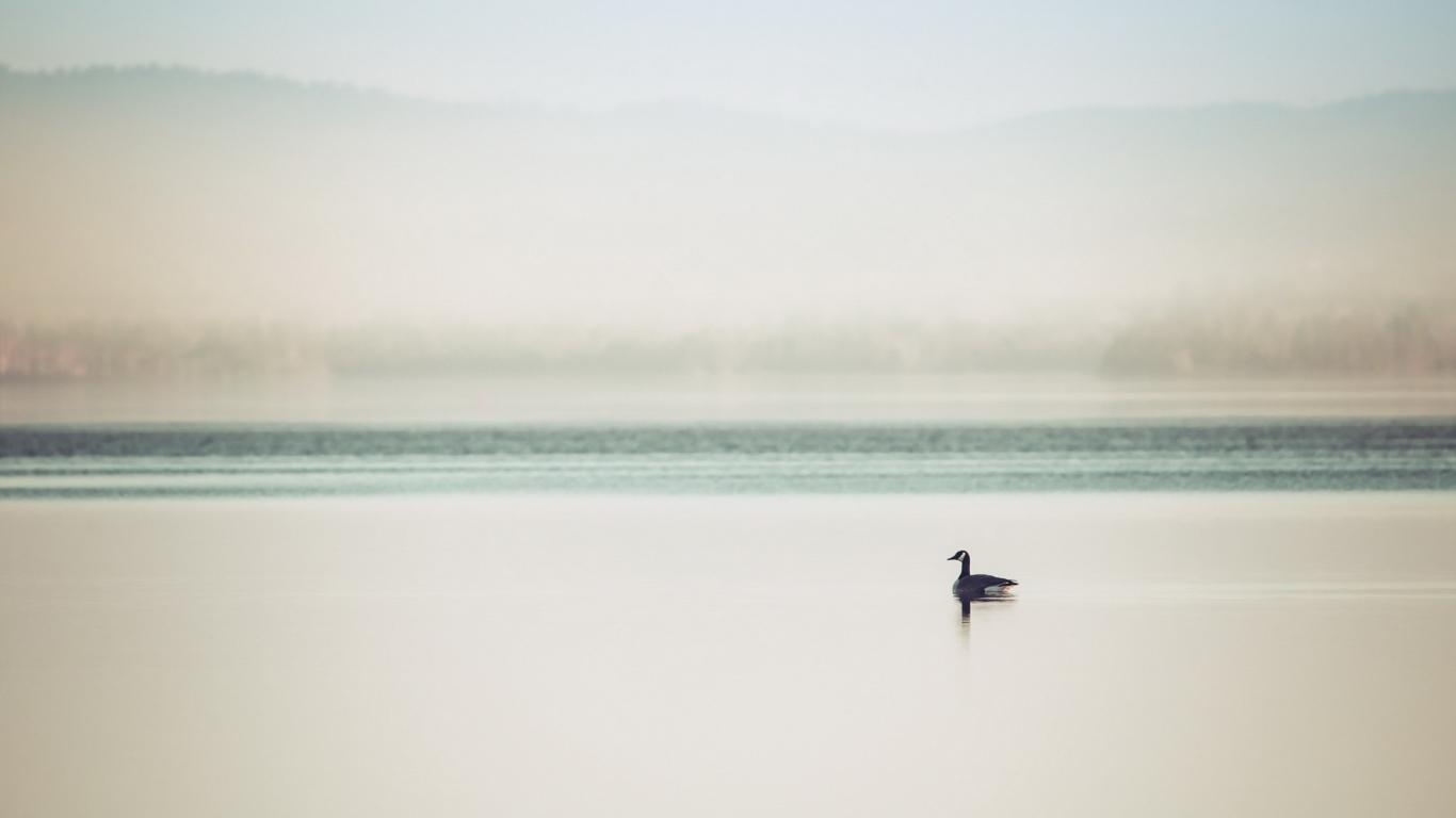 1370x770 HD Background Duck Lake Minimalism Water Wallpaper, Desktop