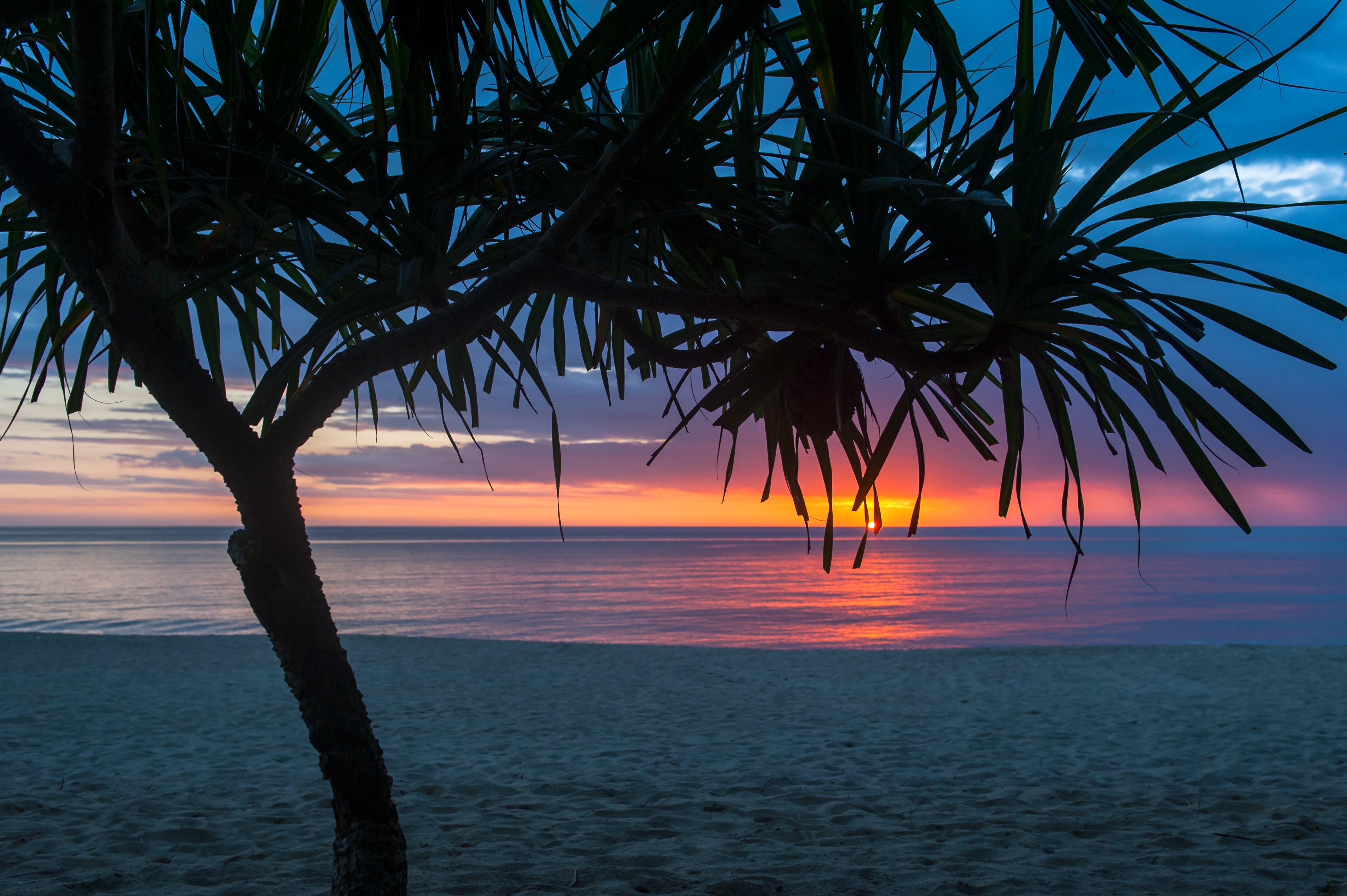 3770x2510 Tree Beach Seashore Summer, HD Nature, 4k Wallpaper, Image, Background, Photo and Picture, Desktop