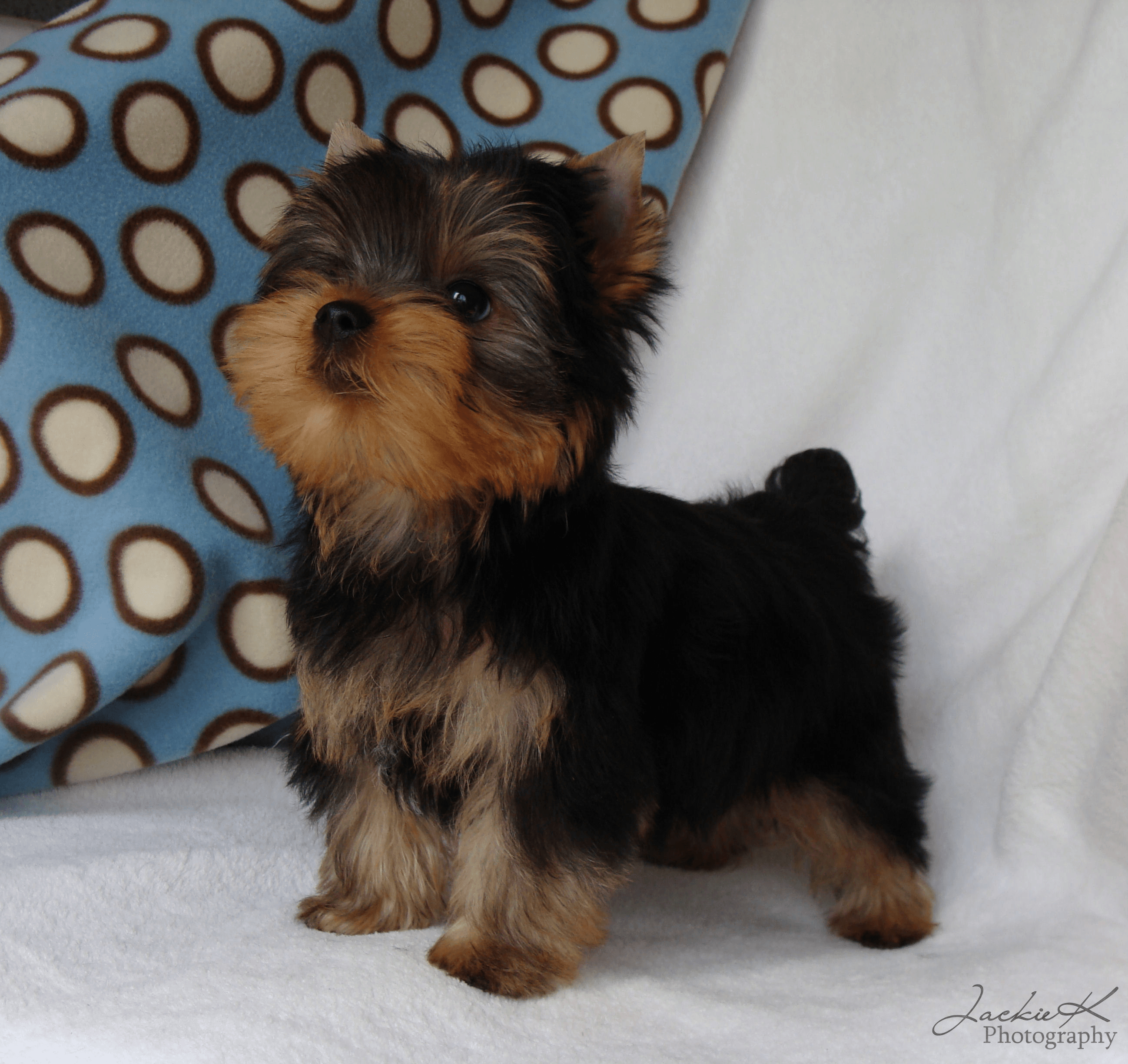 2600x2450 Yorkie puppies wallpaper Gallery, Desktop