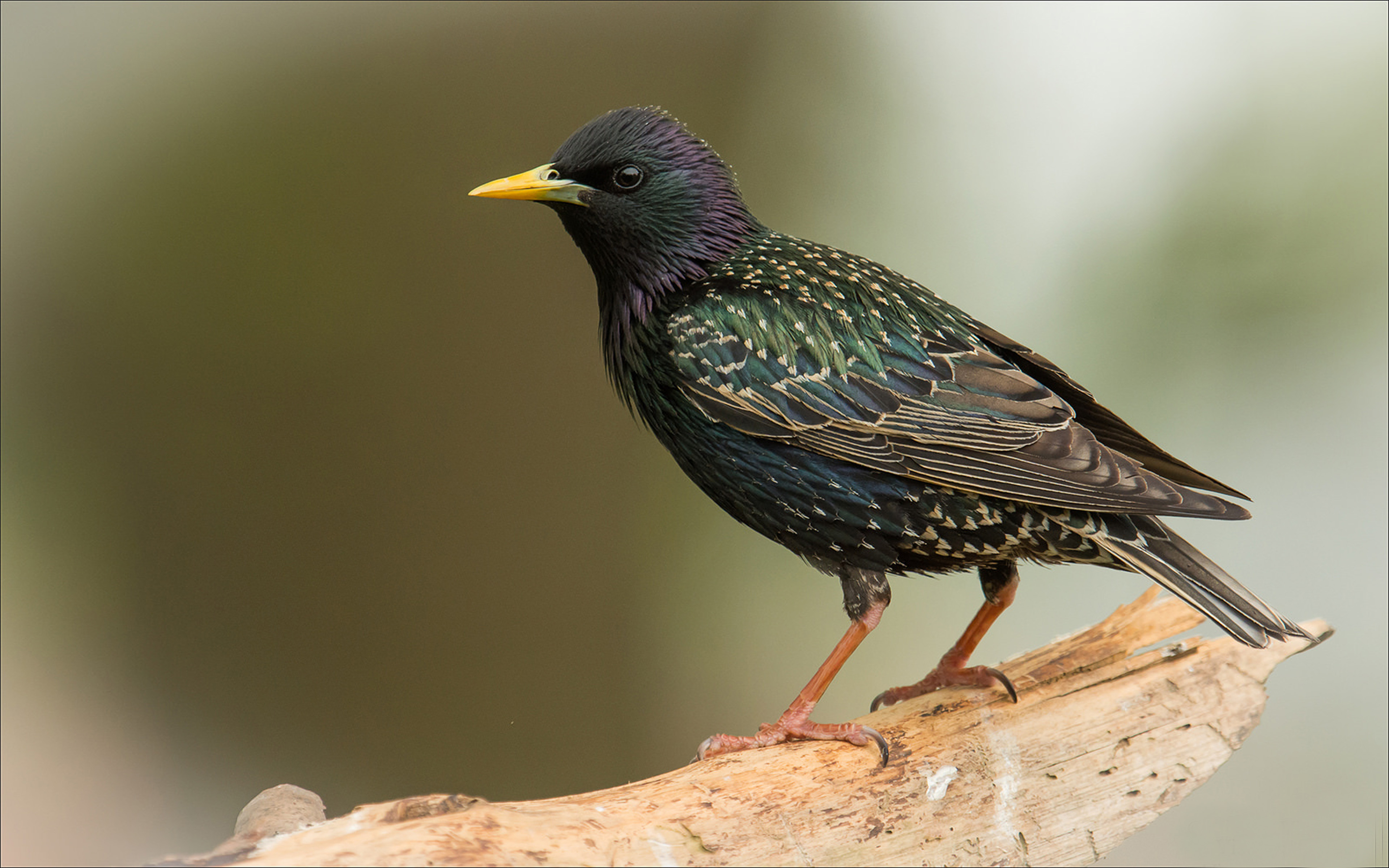 3840x2400 European Starling Bird Desktop Wallpaper HD Resolution, Desktop