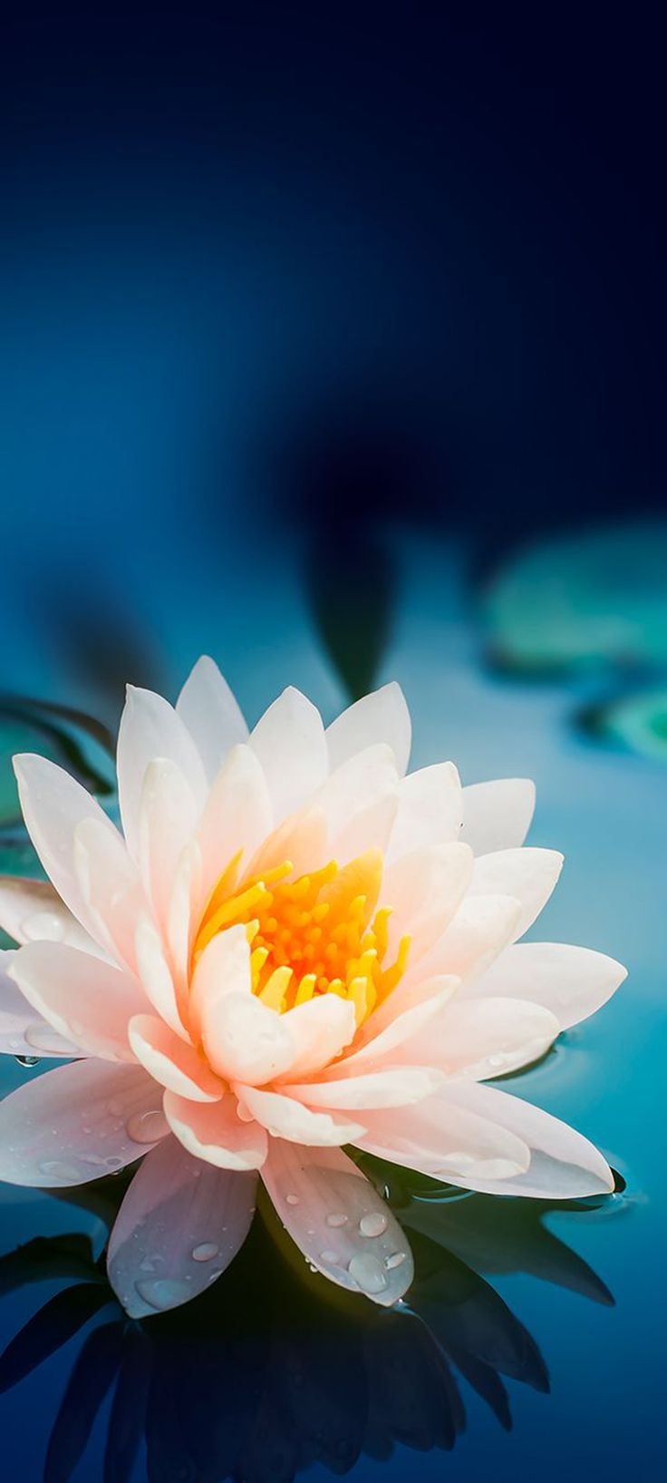 740x1640 Wallpaper That Will Look Perfect On Your Xiaomi Redmi Note 9 Pro Daisy Fl. HD flower wallpaper, Phone wallpaper patterns, Lotus flower picture, Phone