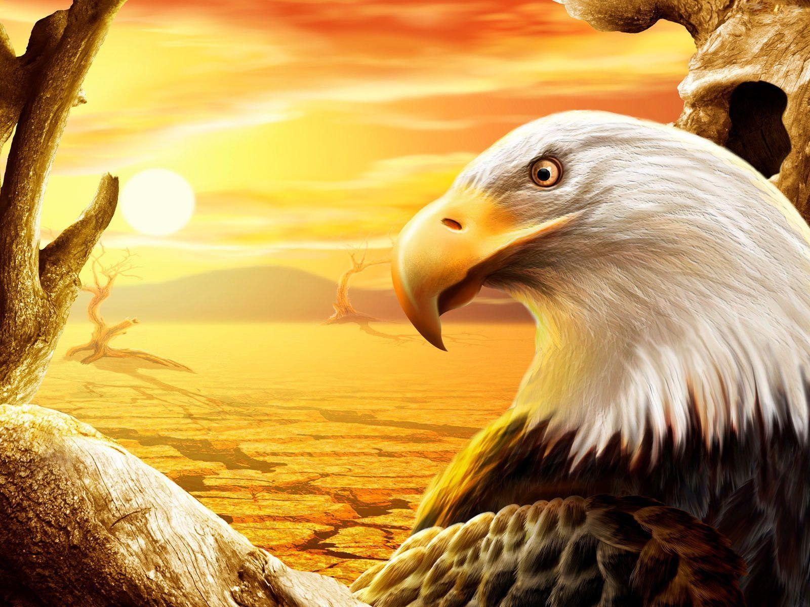 1600x1200 Eagle Wallpaper Wallpaper Inn, Desktop