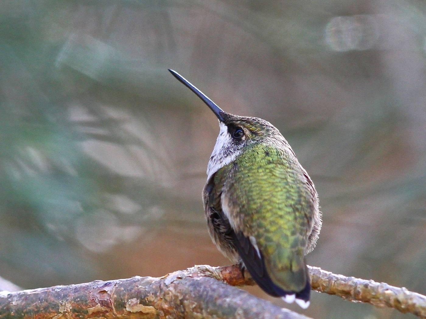 1400x1050 Common Yard Birds on Eastern Vancouver Island, Desktop