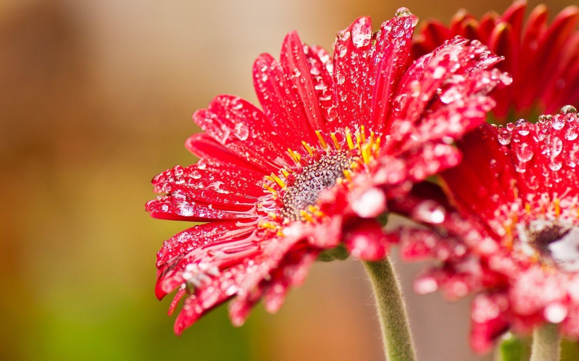 1920x1200 Red Daisy Flower, Desktop