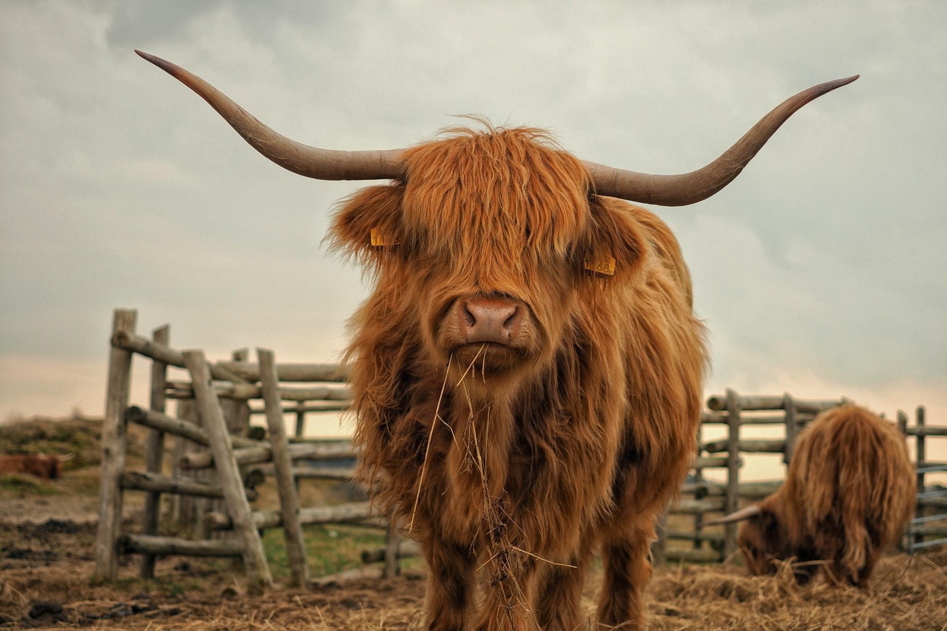 1960x1310 Texas Longhorn Cattle Wallpaper, Desktop