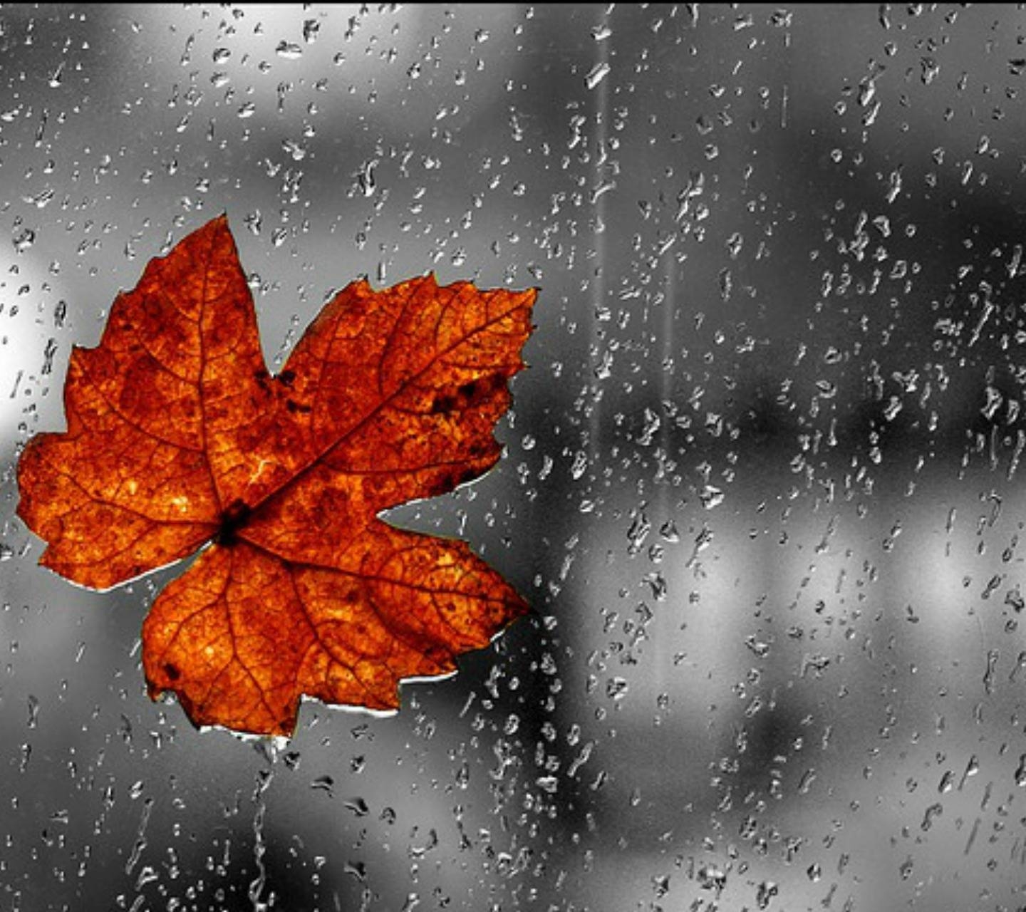 1440x1280 Rainy Fall Day wallpaper, Desktop