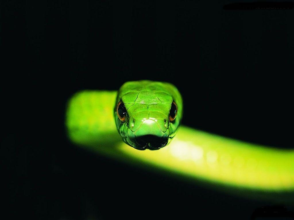 1030x770 Bamboo snake Wallpaper Wallpaper 2982, Desktop