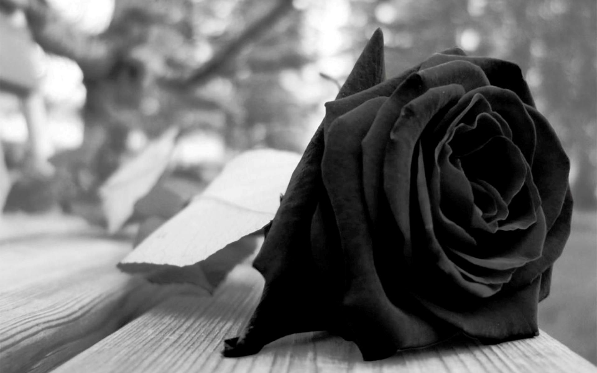 1920x1200 Black Rose phone, desktop wallpaper, picture, photo, bckground image, Desktop